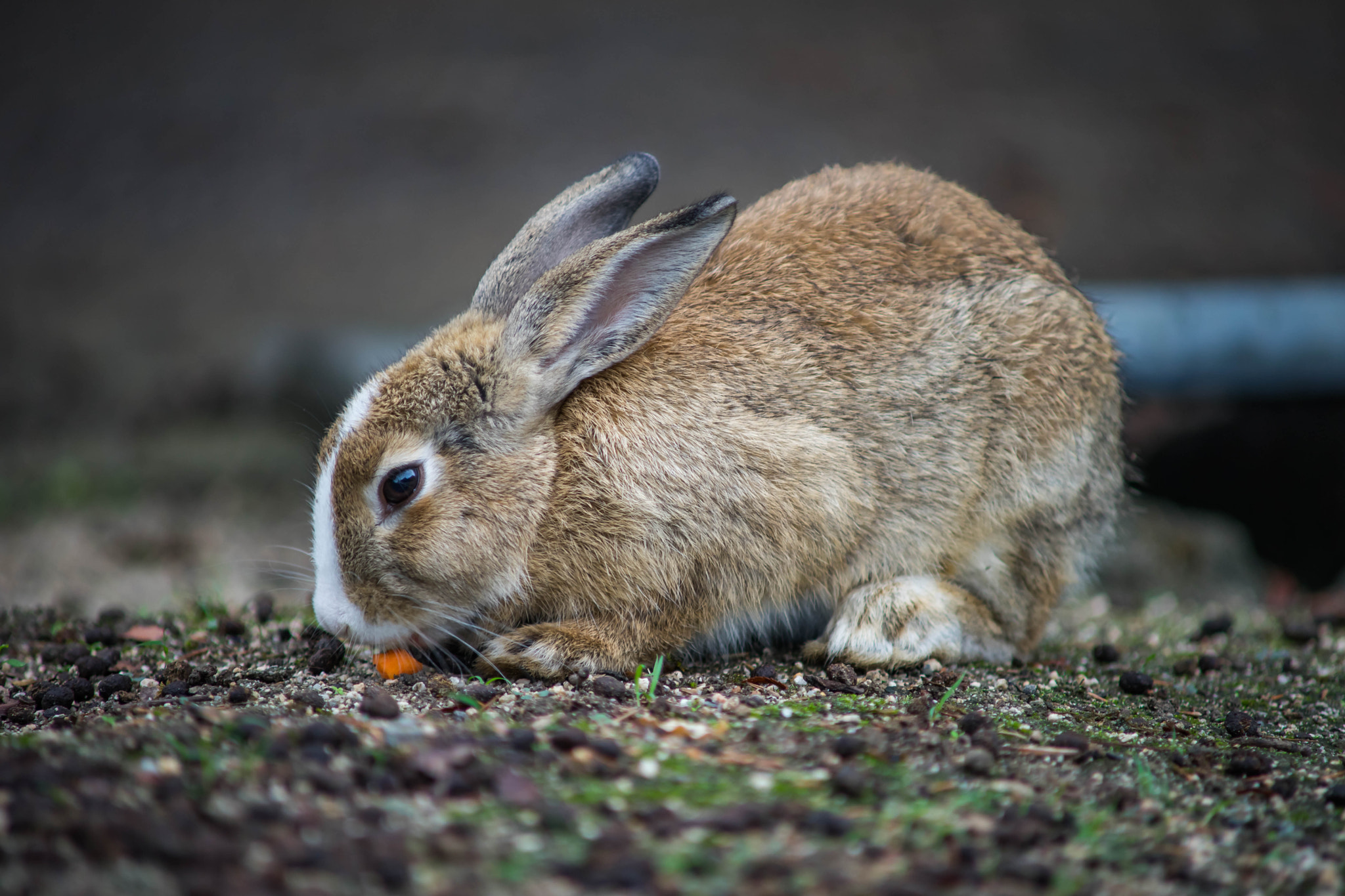 Sony a7 + Minolta AF 70-210mm F4 Macro sample photo. Spotted on rabbit island photography