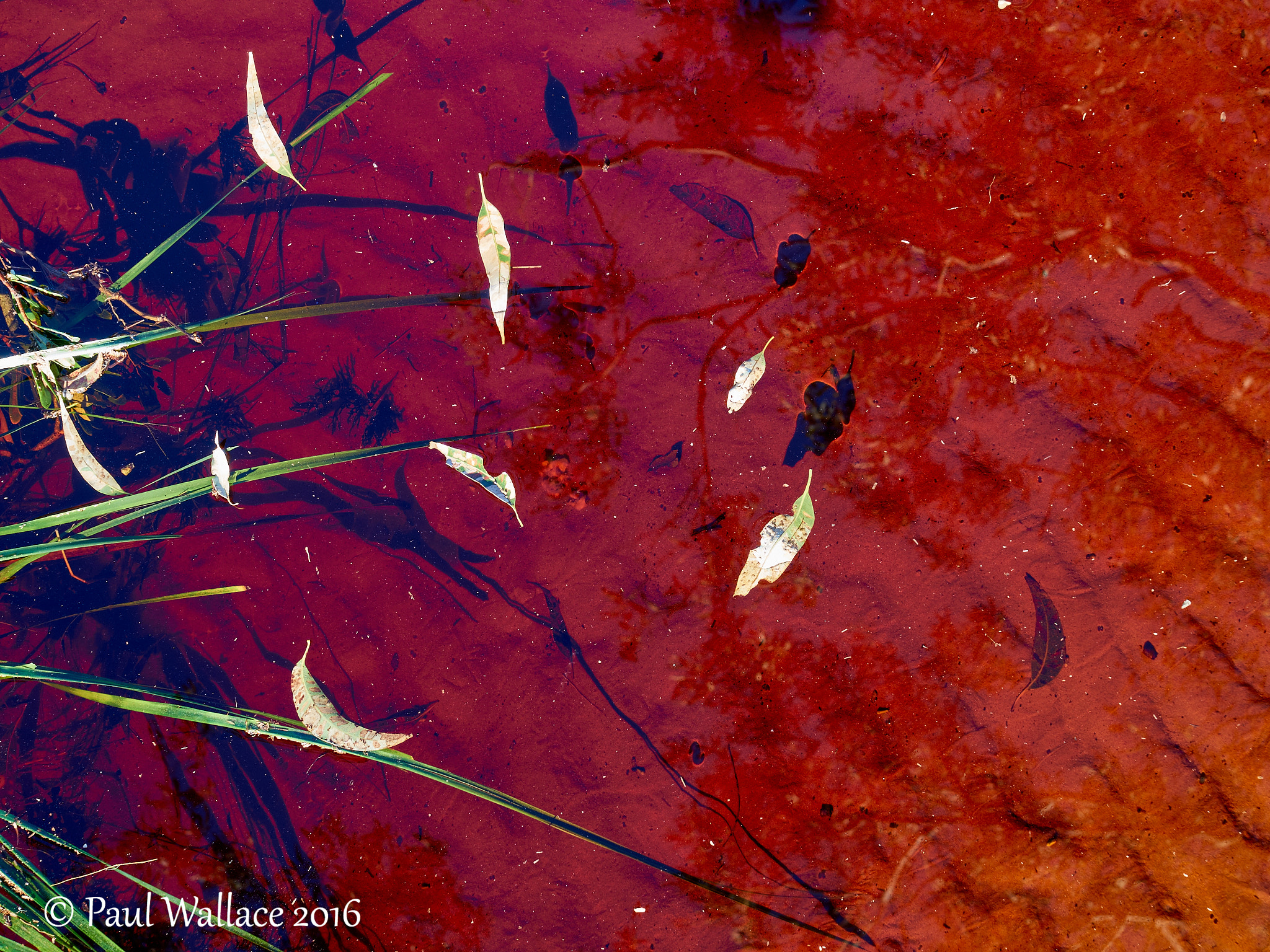 Olympus OM-D E-M5 II + Olympus M.ZUIKO DIGITAL ED 12-40mm 1:2.8 sample photo. Red water.jpg photography