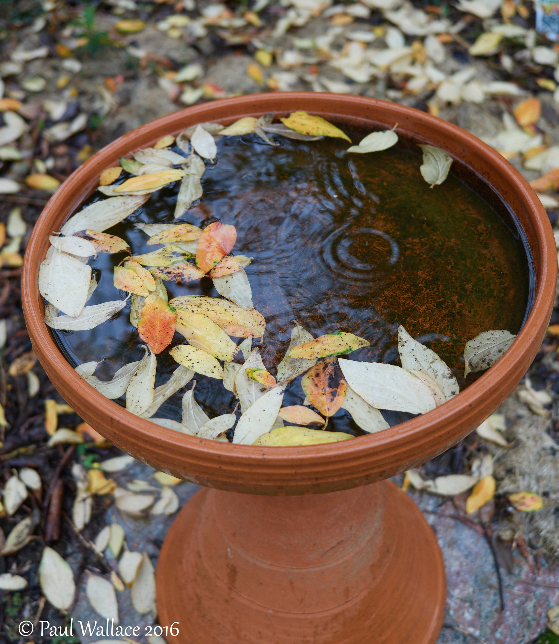 Olympus M.ZUIKO DIGITAL ED 12-40mm 1:2.8 sample photo. Autumn leaves in a birdbath photography