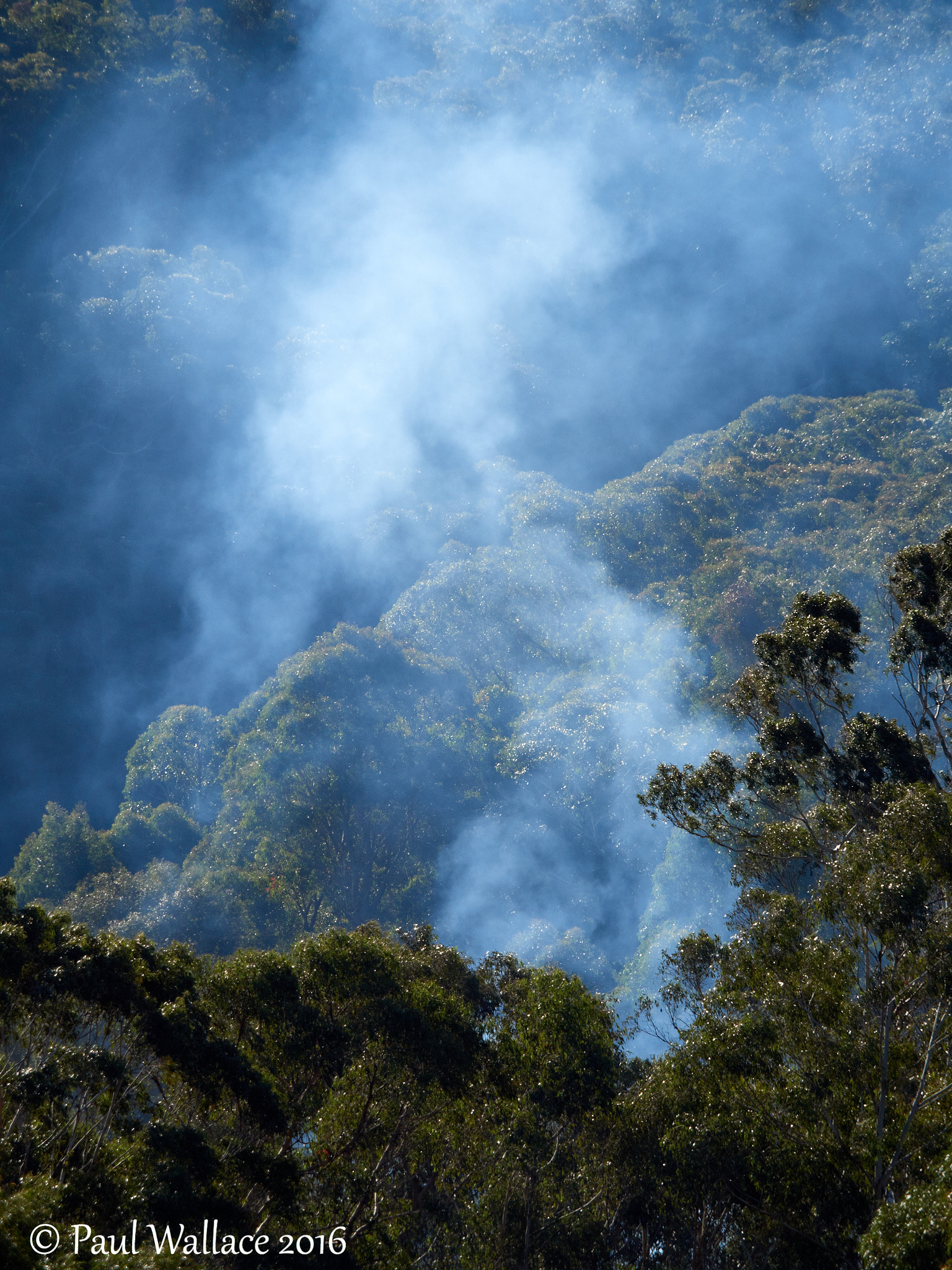 Olympus OM-D E-M5 II + Olympus M.Zuiko Digital ED 40-150mm F2.8 Pro sample photo. Burnoff smoke rising through trees photography