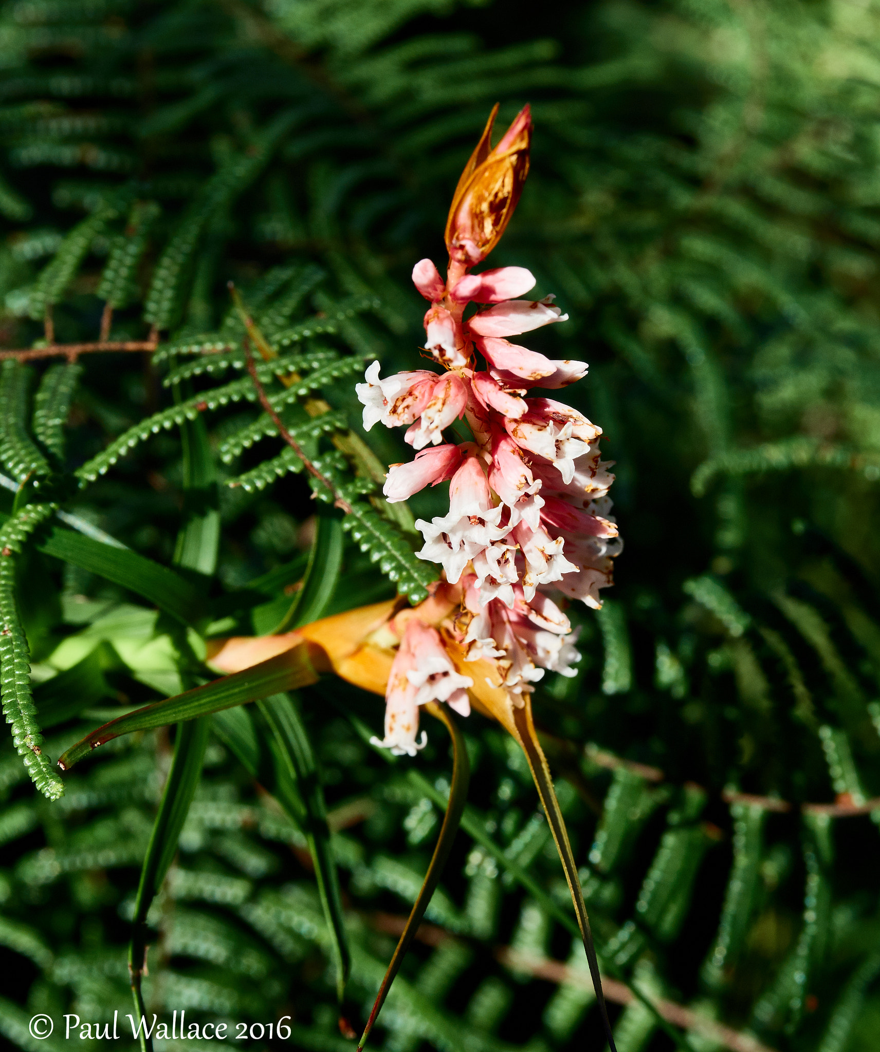 Olympus OM-D E-M5 II + Olympus M.ZUIKO DIGITAL ED 12-40mm 1:2.8 sample photo. Dracophyllum secundum photography