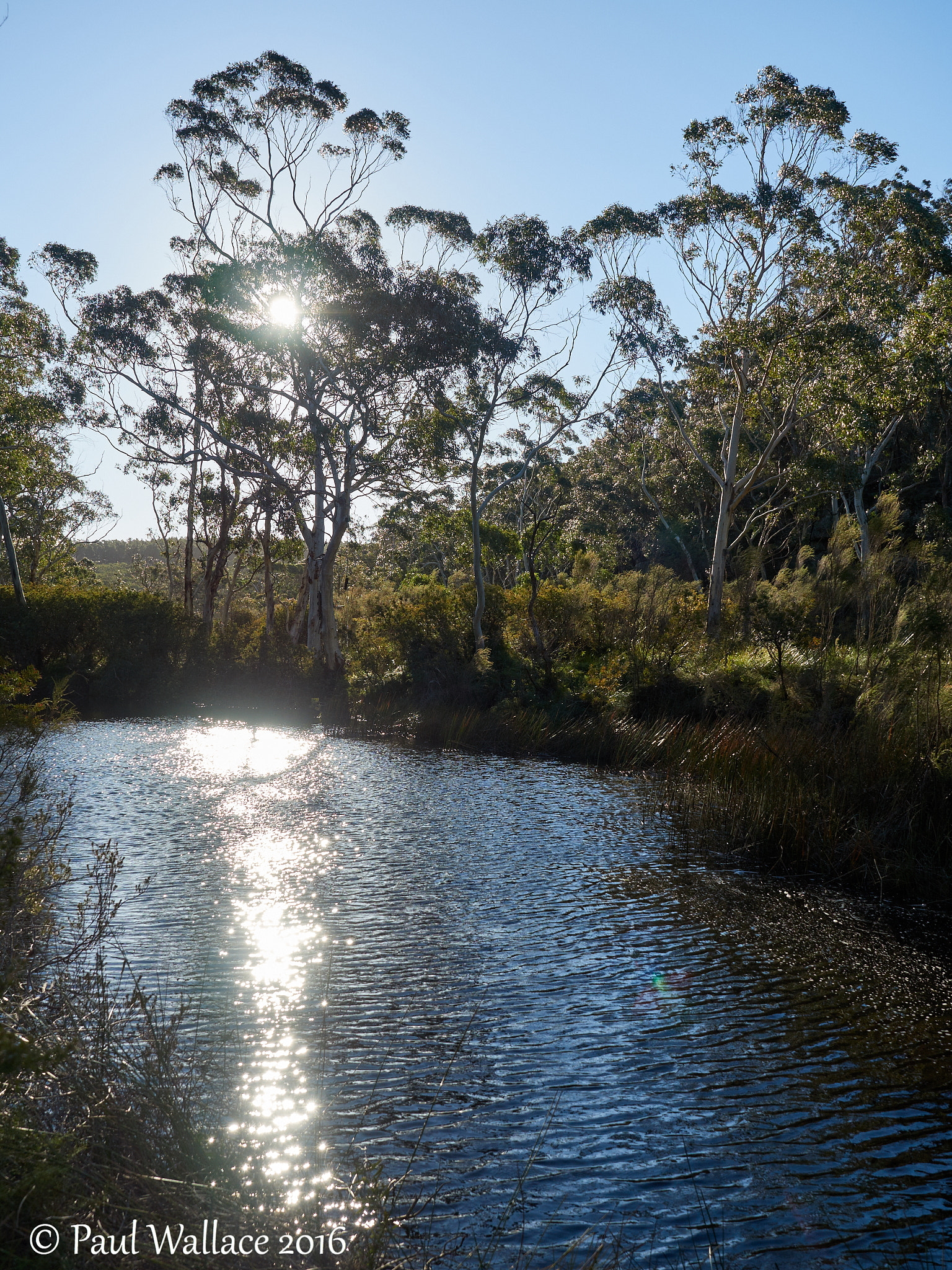 Olympus M.ZUIKO DIGITAL ED 12-40mm 1:2.8 sample photo. Stingray swamp photography