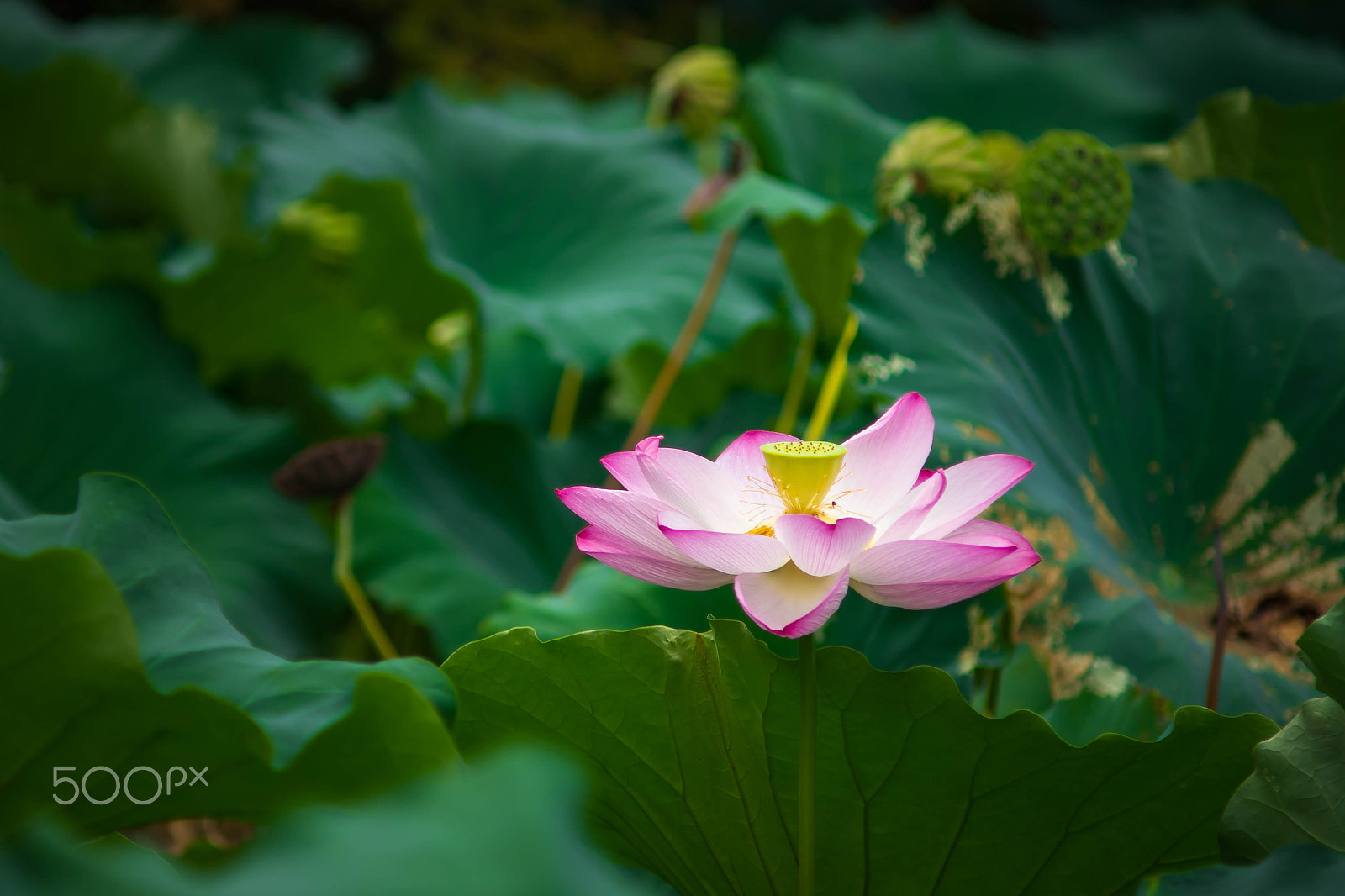 Sony a7 sample photo. The last blossom photography