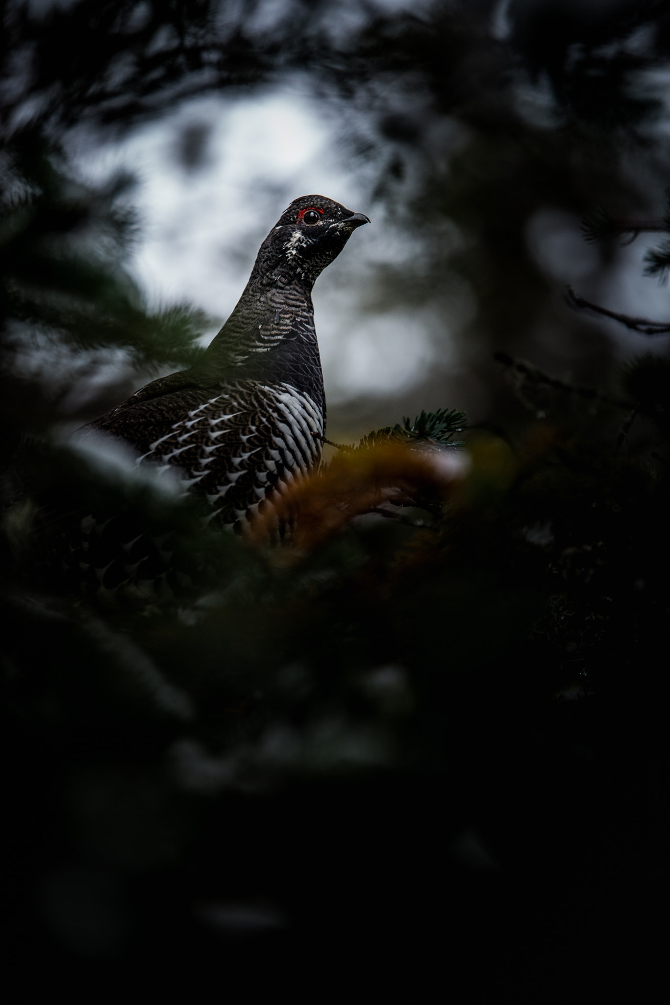 Tamron SP 70-200mm F2.8 Di VC USD sample photo. Subalpine wildlife photography