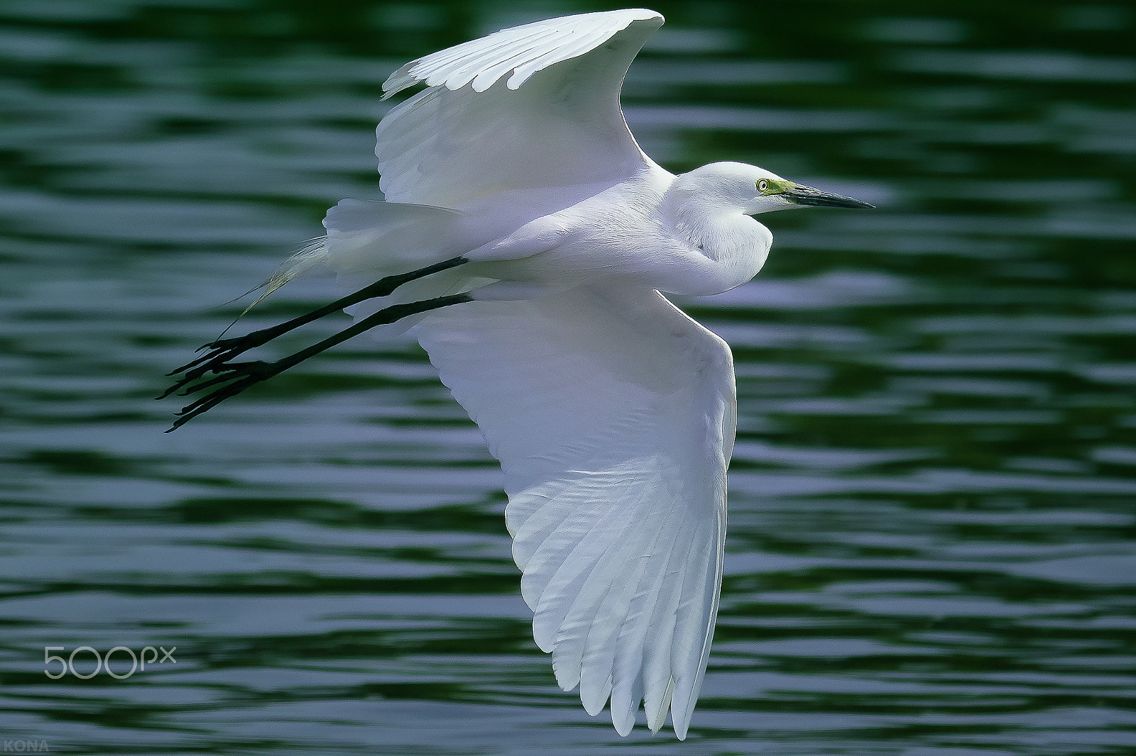 Nikon AF-S Nikkor 400mm F2.8G ED VR II sample photo. Sagi photography