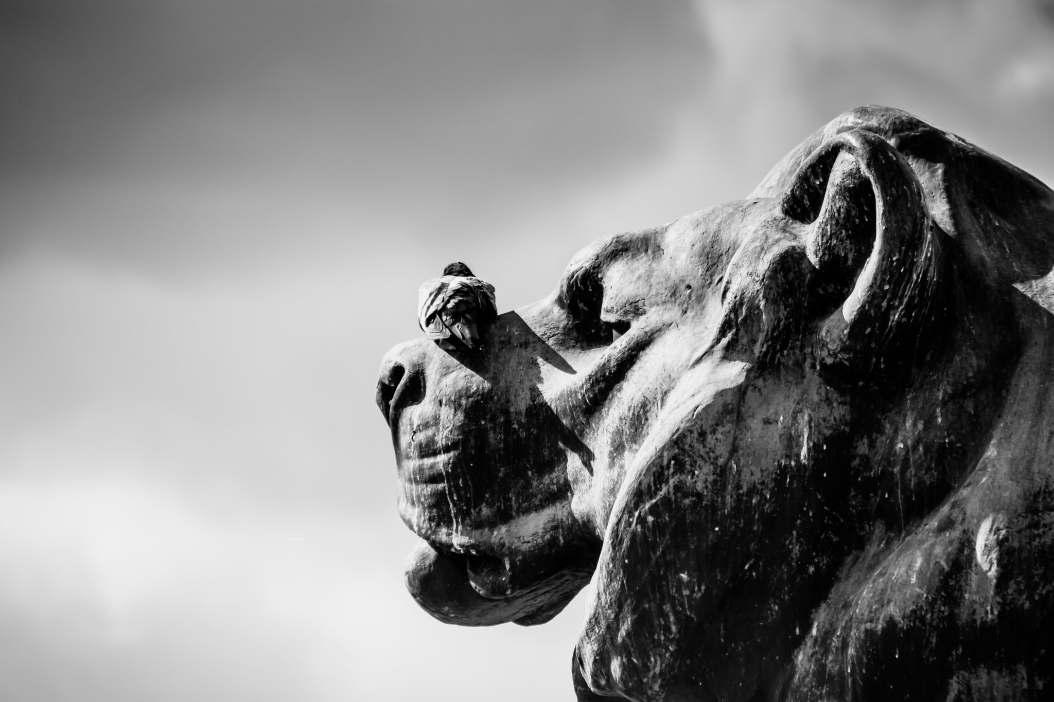 Sigma 18-250mm F3.5-6.3 DC OS HSM sample photo. The lion and the pigeon photography