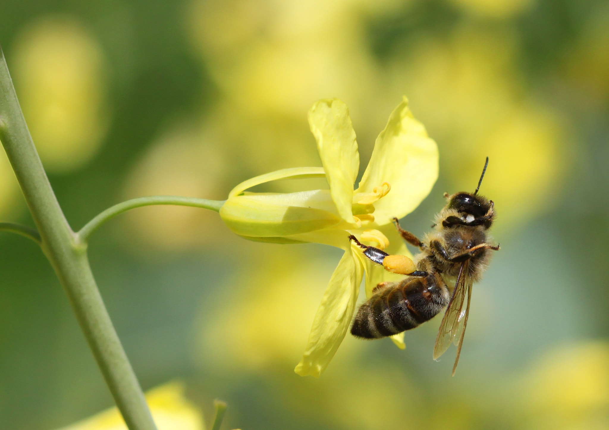 Canon EF 100mm F2.8 Macro USM sample photo. Wiping the body photography