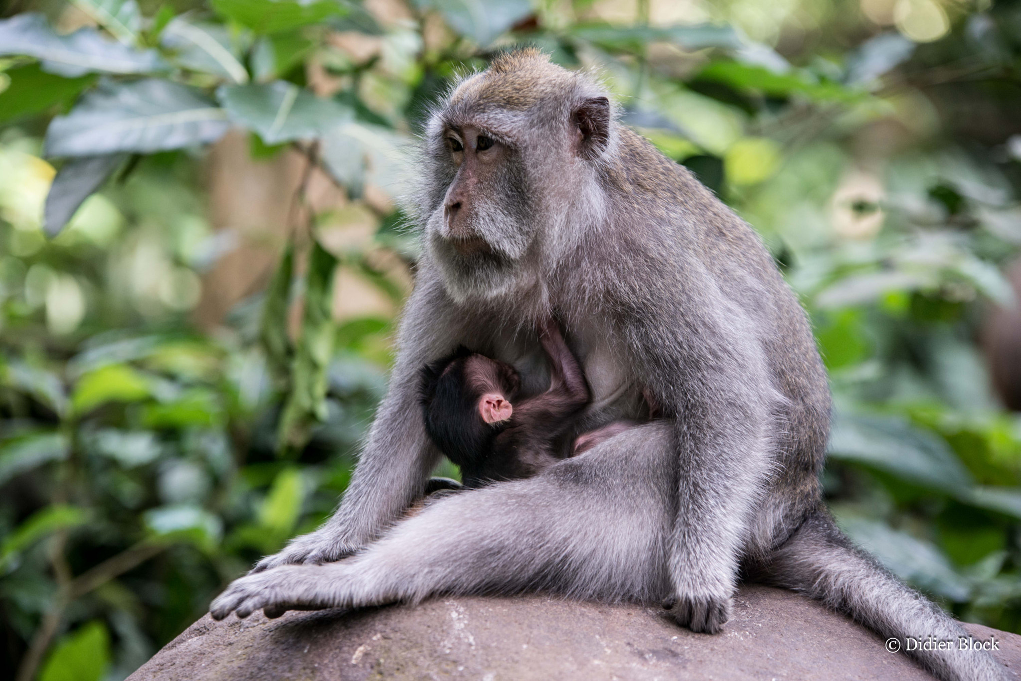 Nikon D600 sample photo. In the monkey forest photography