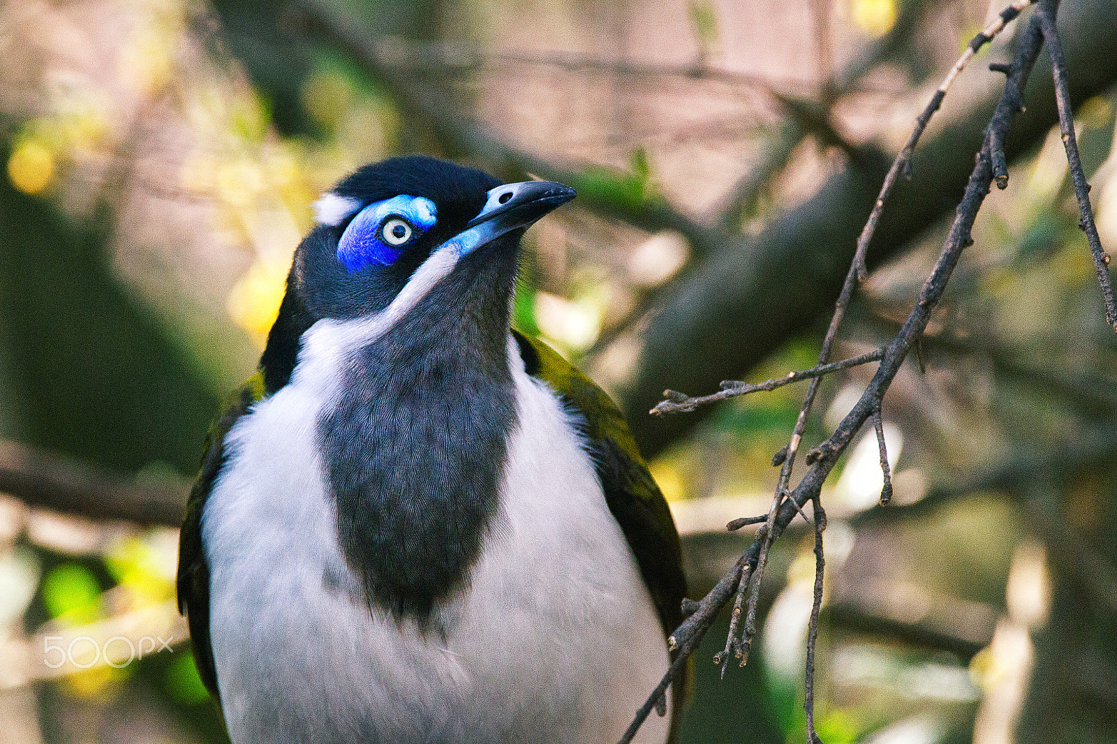 Sigma 150-600mm F5-6.3 DG OS HSM | C sample photo. Bird photography