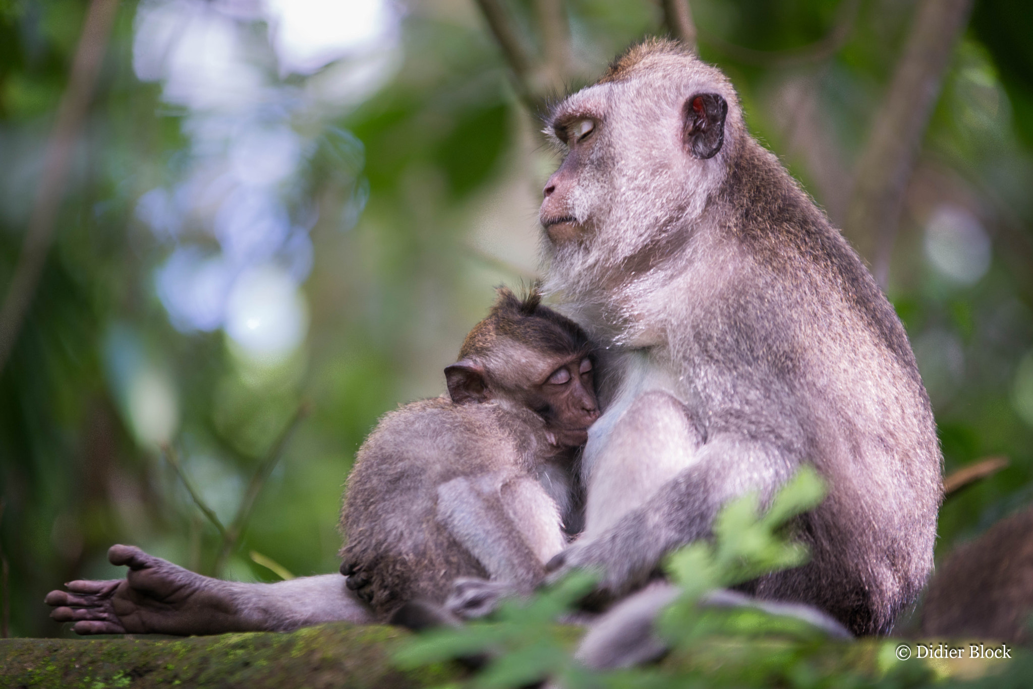 Sigma 70-200mm F2.8 EX DG OS HSM sample photo. In the monkey forest photography