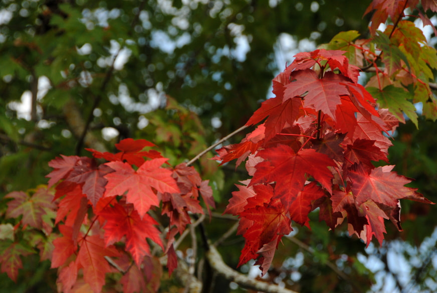 Nikon D3000 sample photo. Fall ~ otoño ~ jesień photography