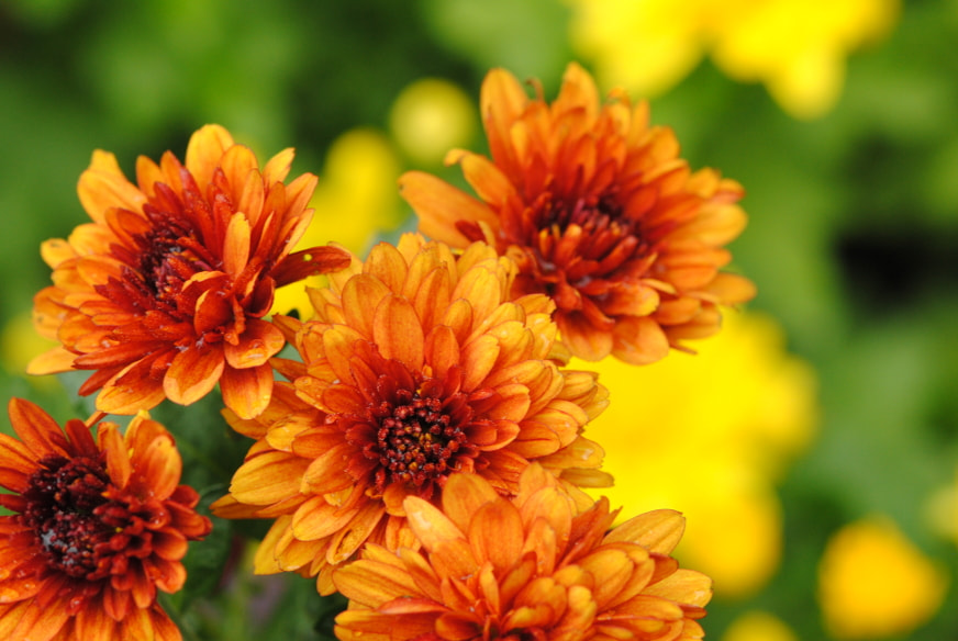 Nikon D3000 sample photo. Flowers after the rain photography