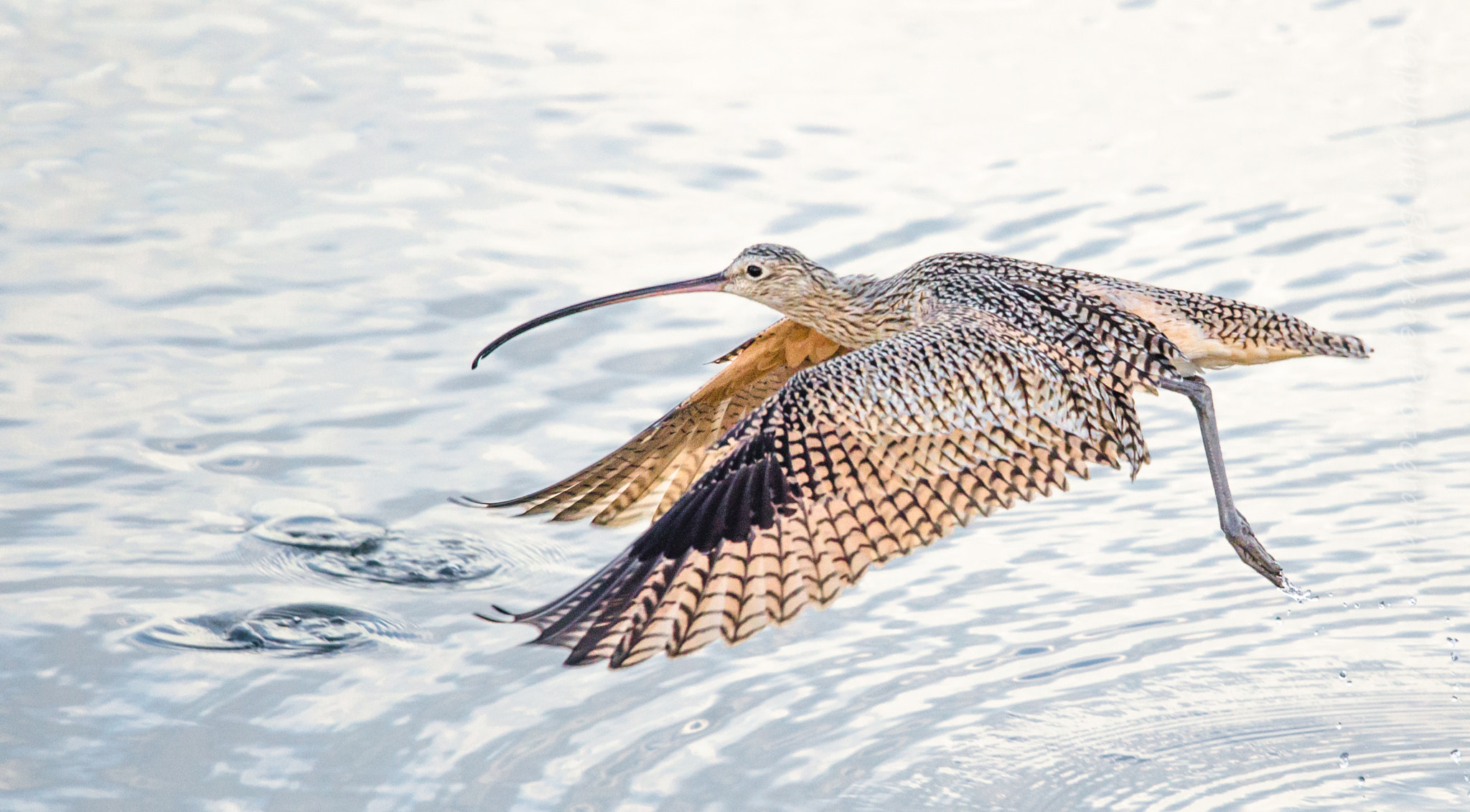 Nikon D7000 sample photo. Long-billed curlew photography