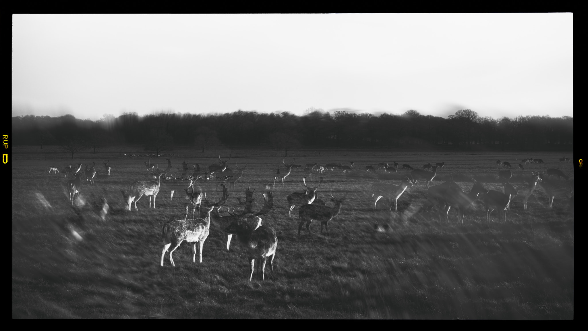 Pentax K-5 II sample photo. Richmond park photography