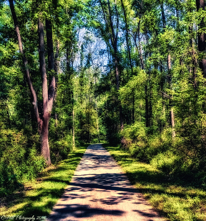 Sigma 18-250mm F3.5-6.3 DC OS HSM sample photo. Last summer walk photography