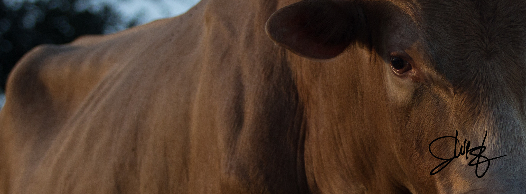 Canon EF 70-200mm F2.8L USM sample photo. Img photography
