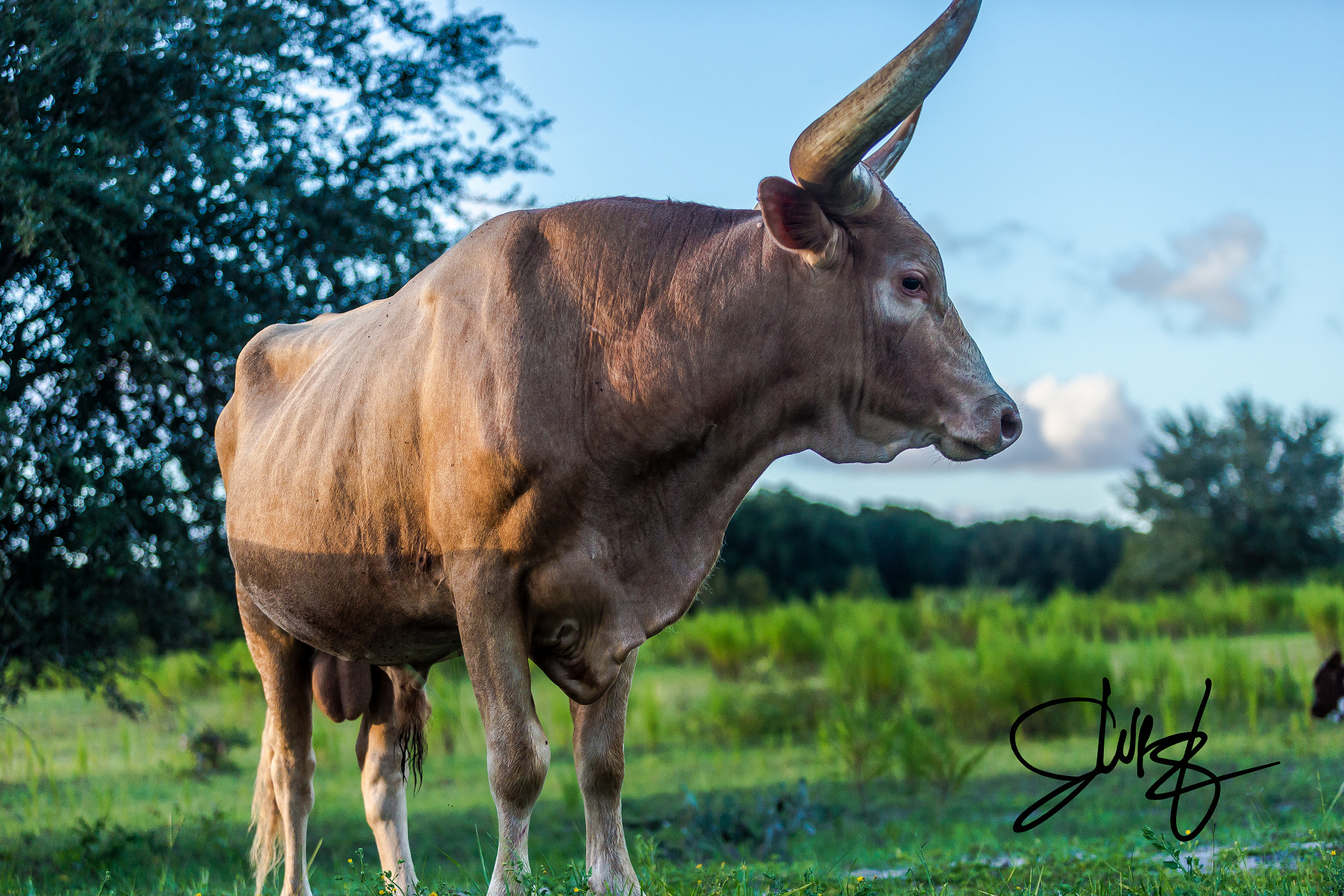 Canon EF 70-200mm F2.8L USM sample photo. Longhorn  photography