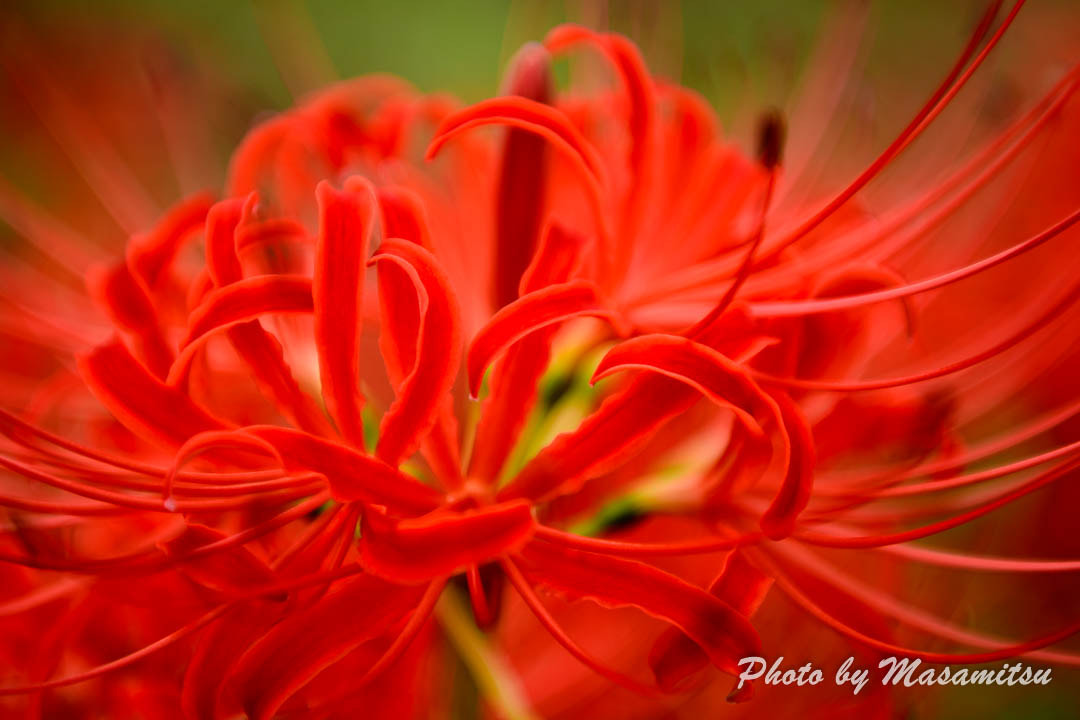 Nikon AF-S Nikkor 24-70mm F2.8E ED VR sample photo. Lycoris radiata photography