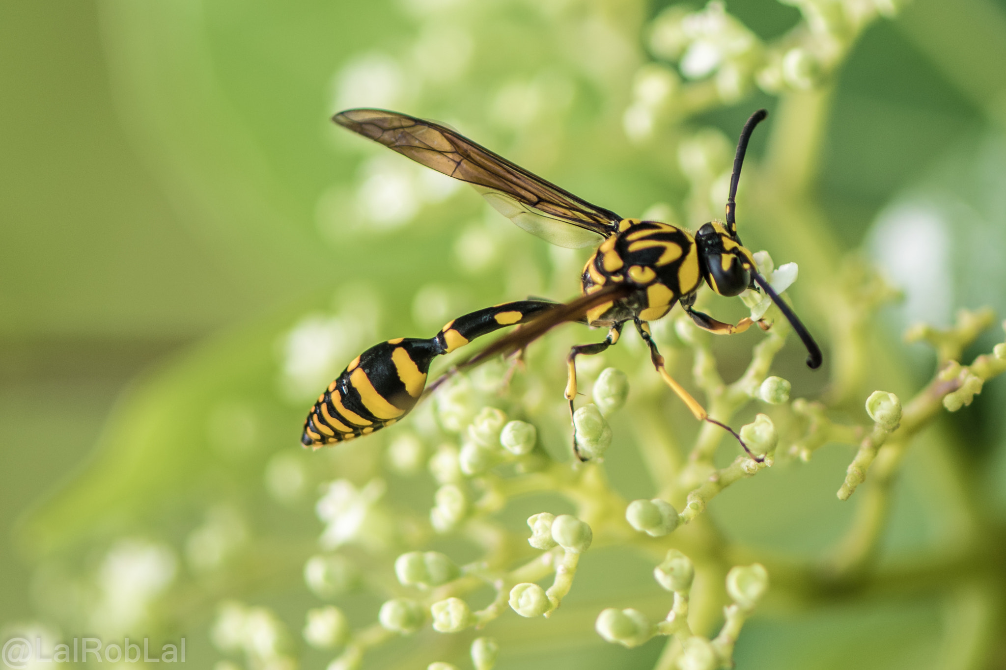 Nikon AF-S Micro-Nikkor 105mm F2.8G IF-ED VR sample photo. Wasp photography