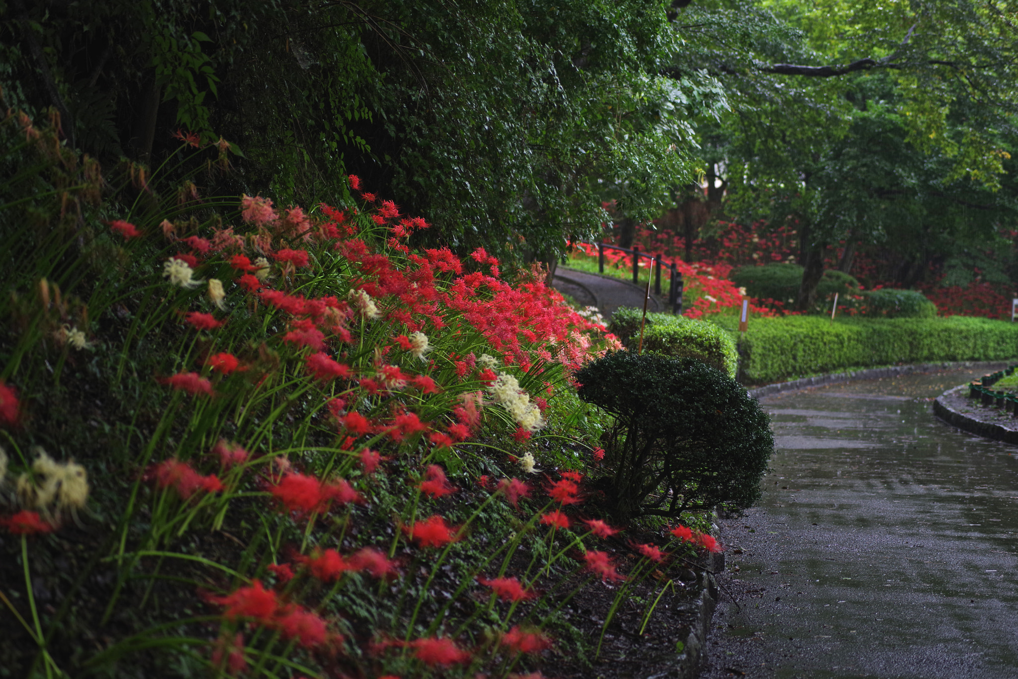 Pentax K-1 + Sigma sample photo. Rainy garden photography