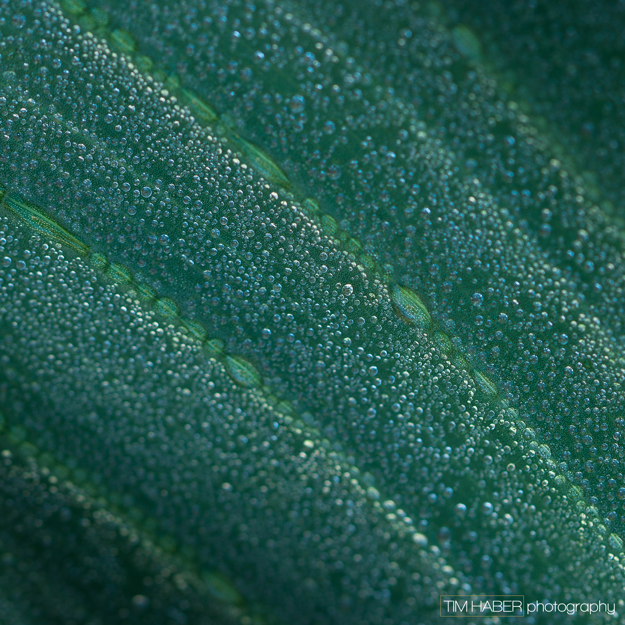 Sigma 105mm F2.8 EX DG OS HSM sample photo. Dew drops on green photography
