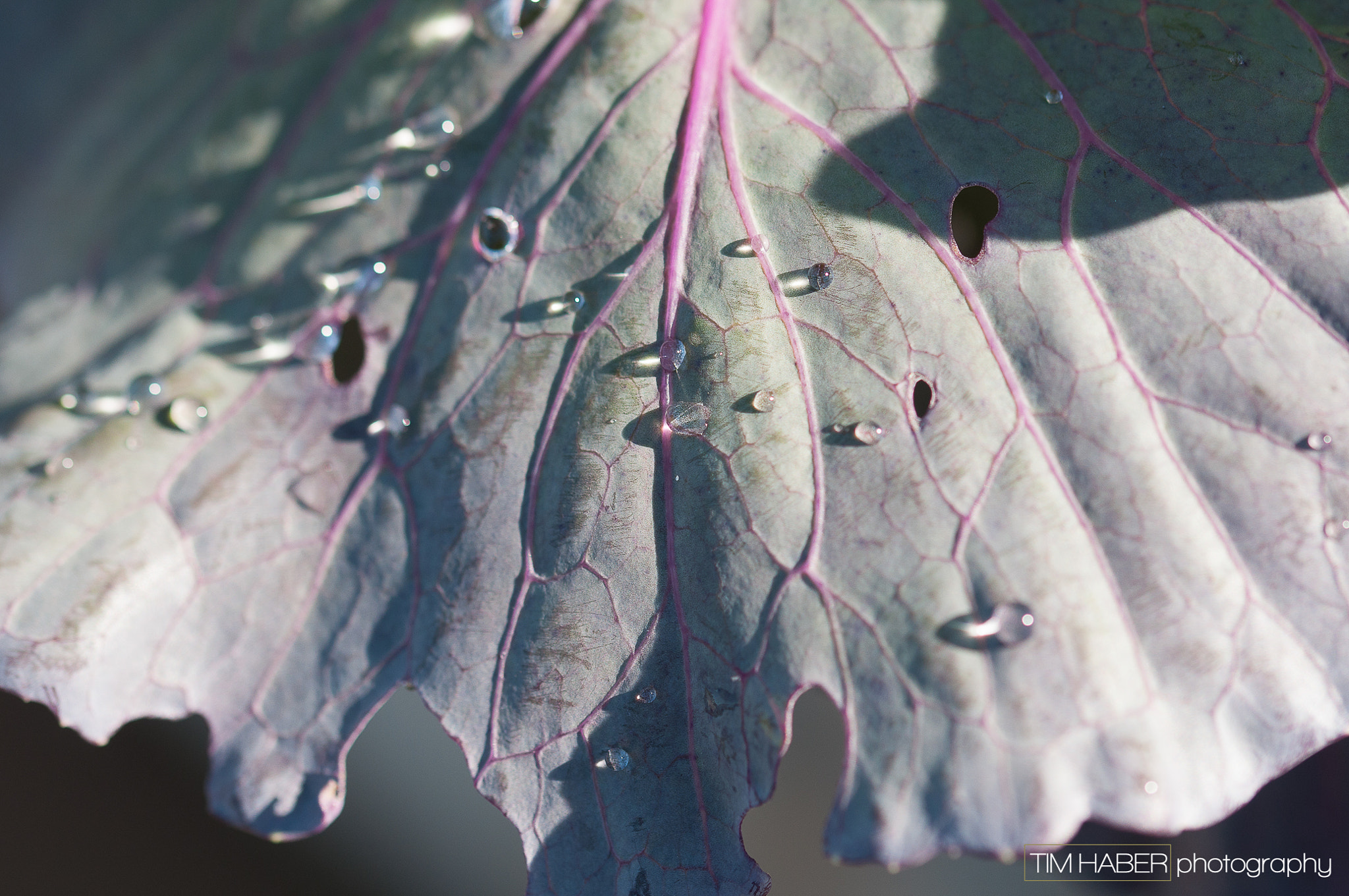 Sigma 105mm F2.8 EX DG OS HSM sample photo. Lavender veins and rain drops photography