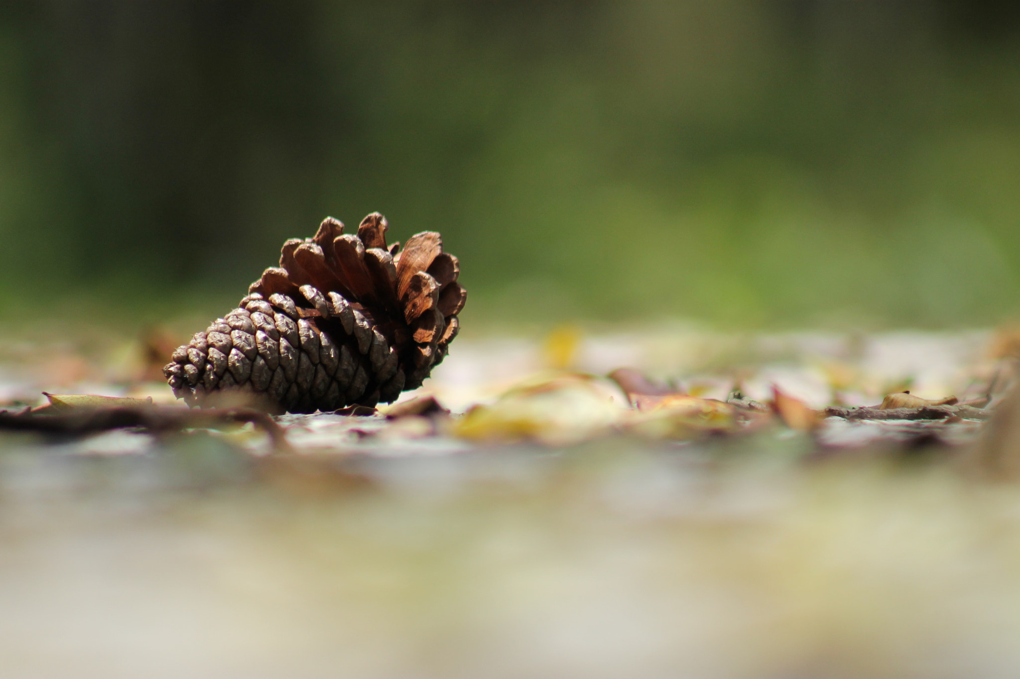 Canon EF 75-300mm f/4-5.6 USM sample photo. Simplicity photography