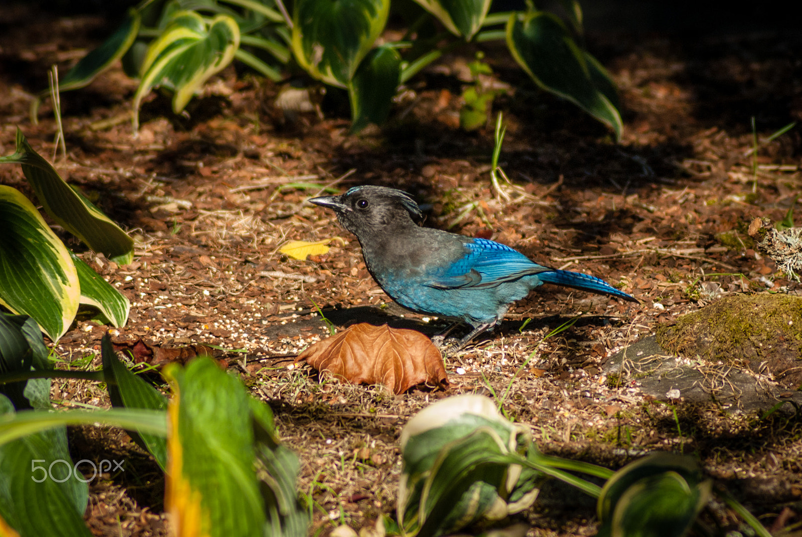 Nikon D200 sample photo. Stellers jay photography