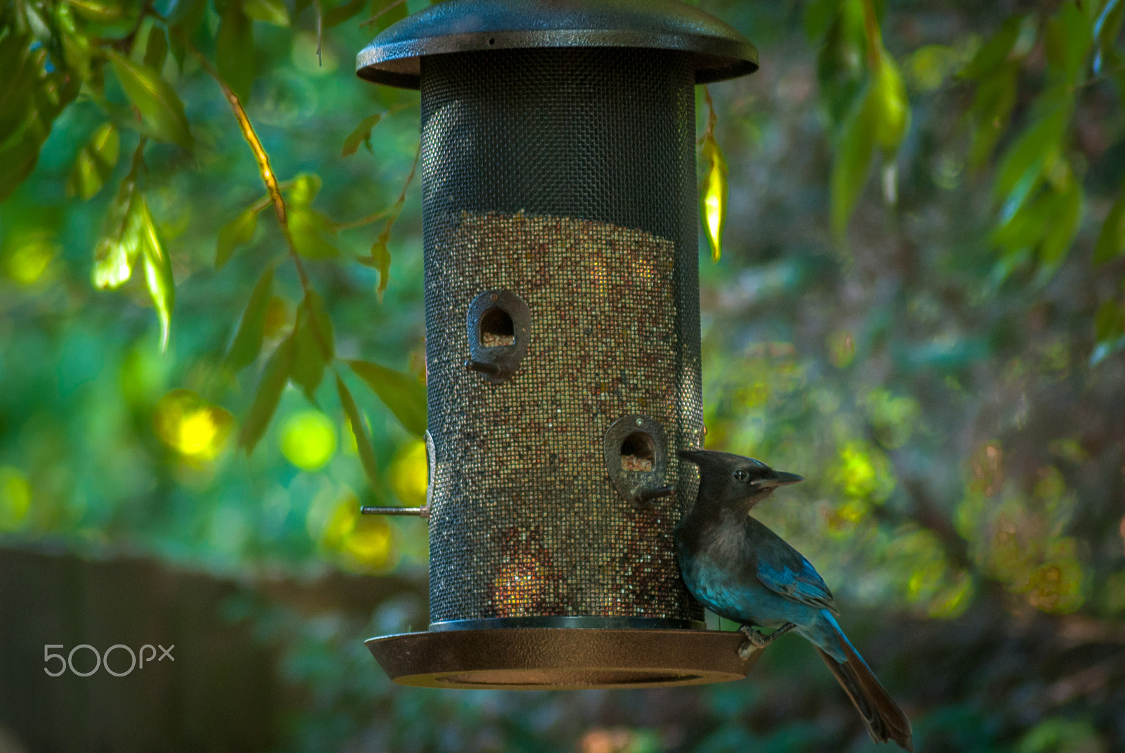 Nikon D200 sample photo. Stellers jay photography