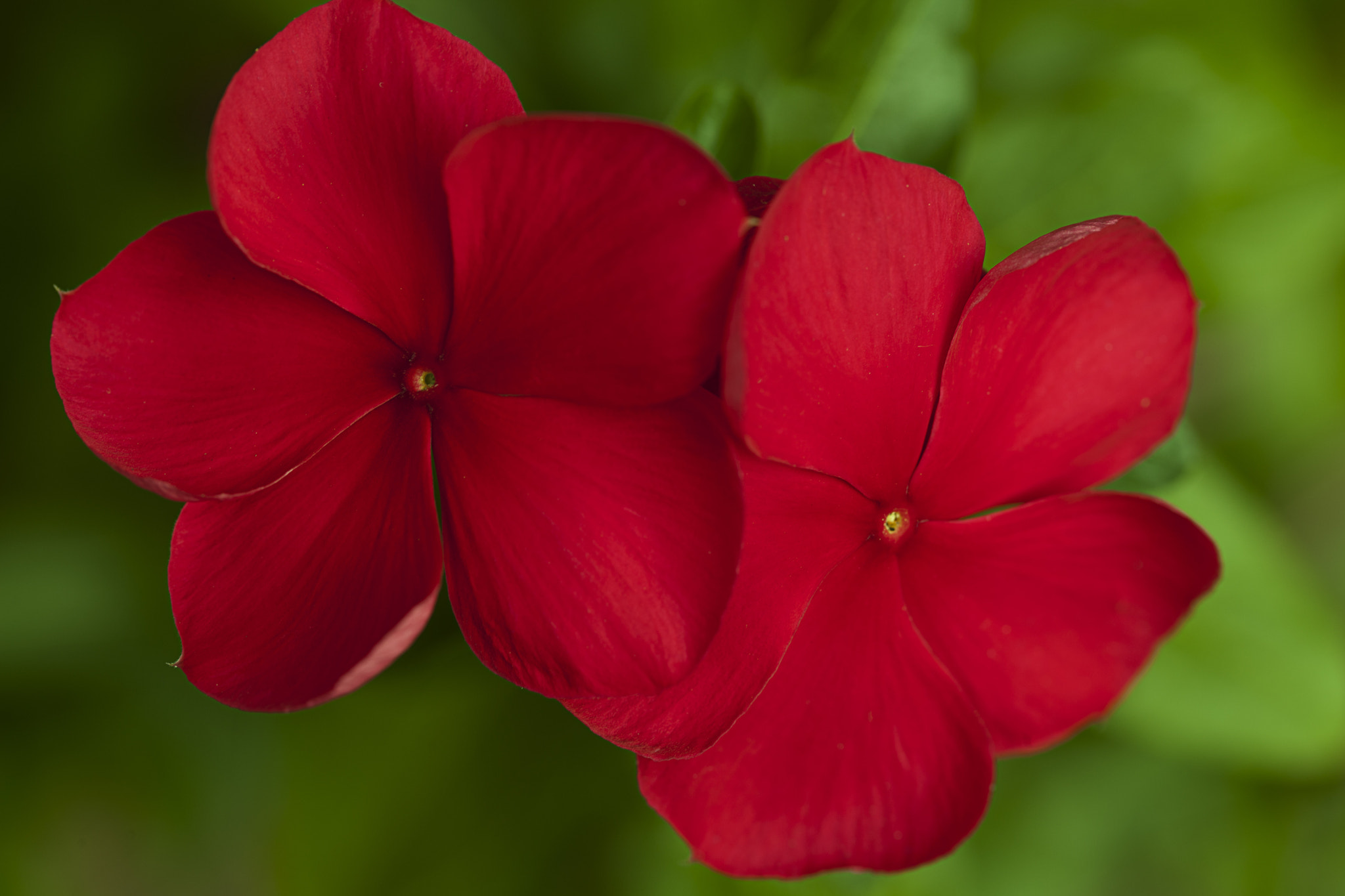 Canon EF 100mm F2.8L Macro IS USM sample photo. Reunion photography