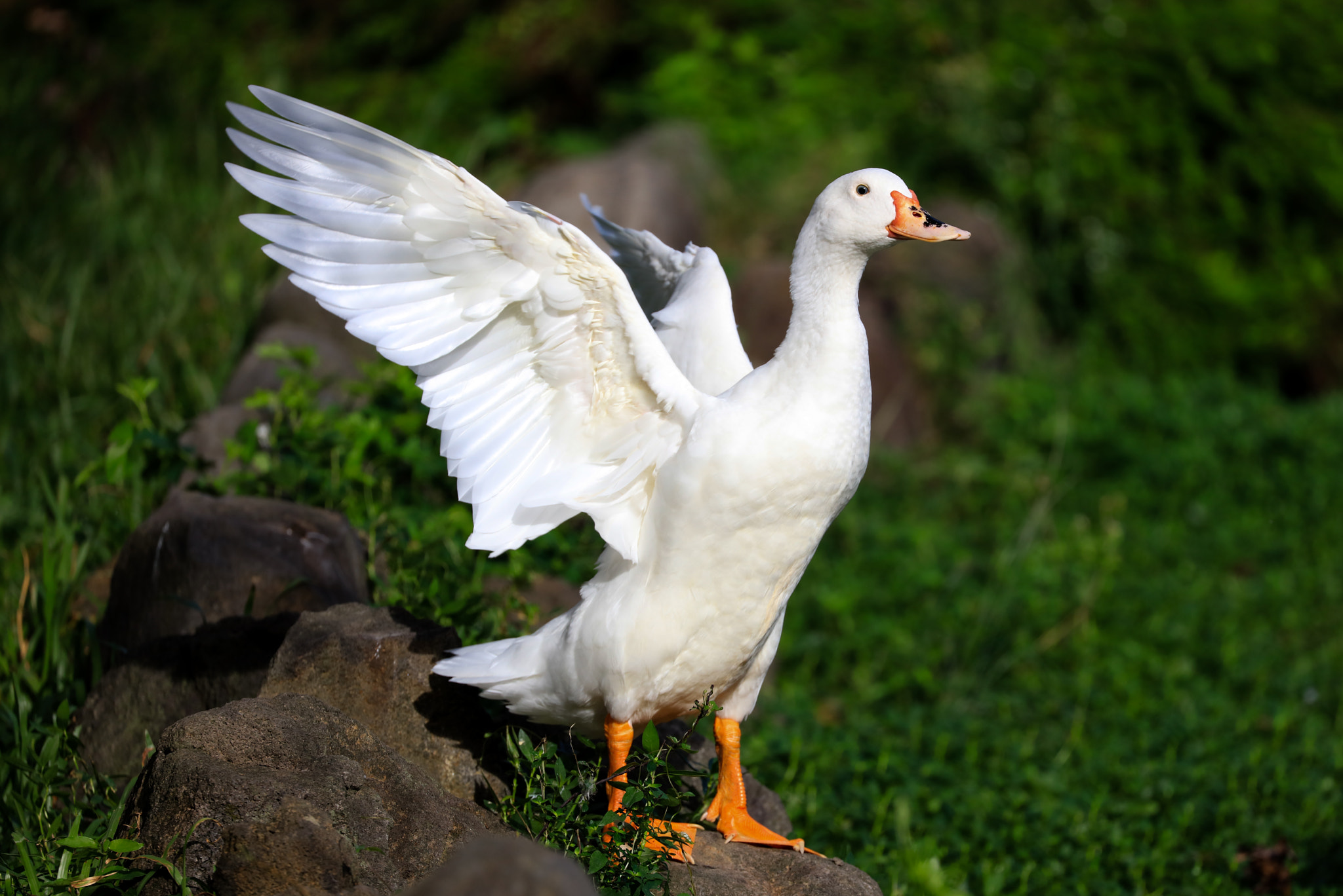 Canon EOS 5DS sample photo. Goose photography