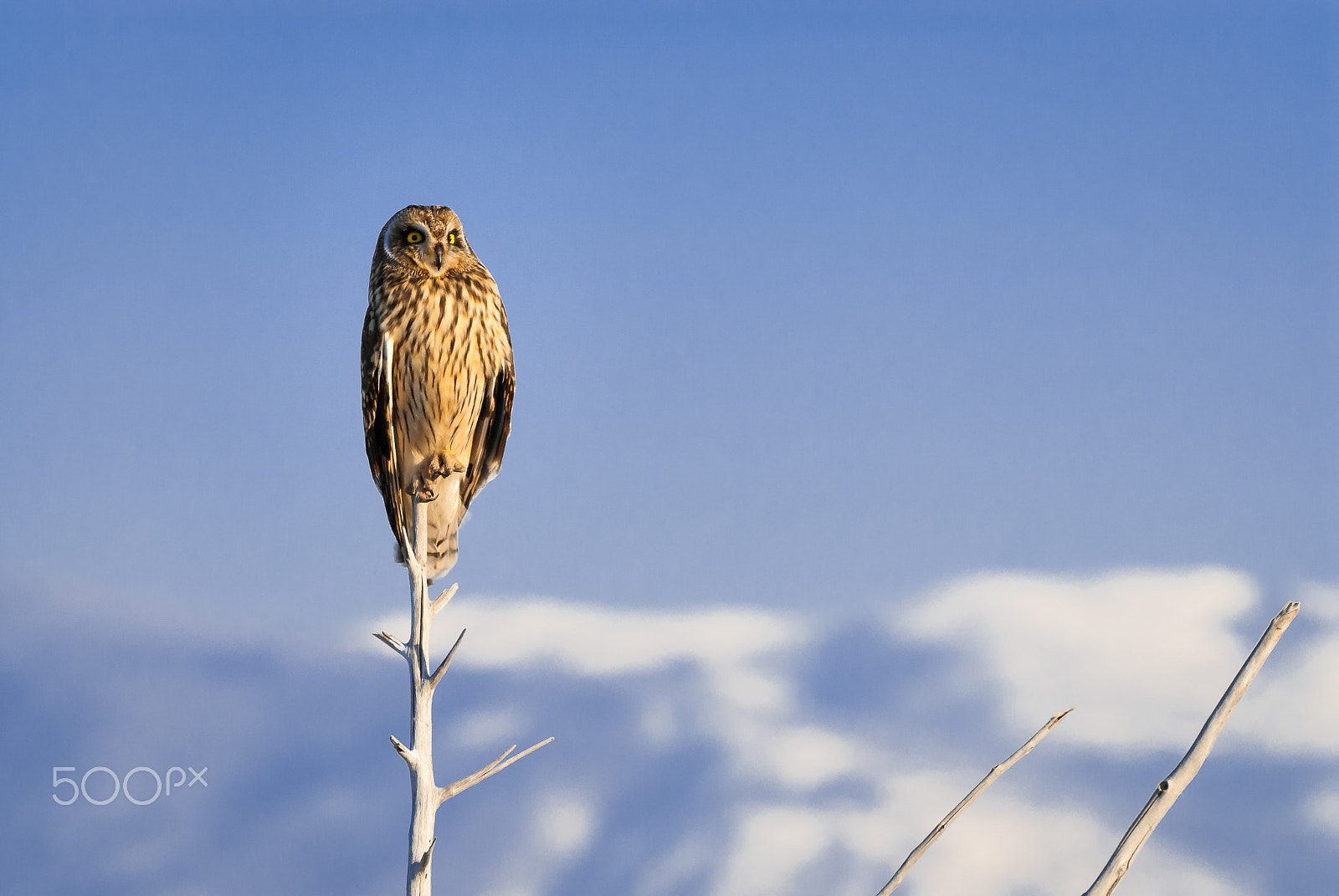 Nikon AF-Nikkor 80-200mm F2.8D ED sample photo. Short-eared owl photography