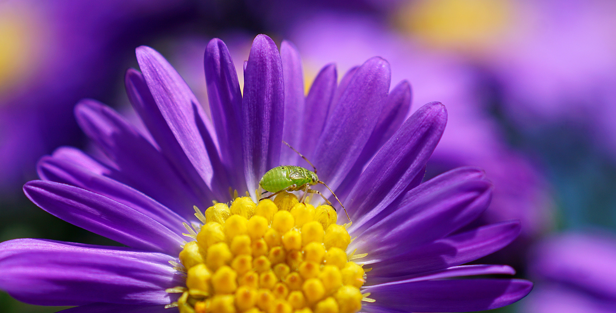 Sony DT 30mm F2.8 Macro SAM sample photo. The tiny explorer photography