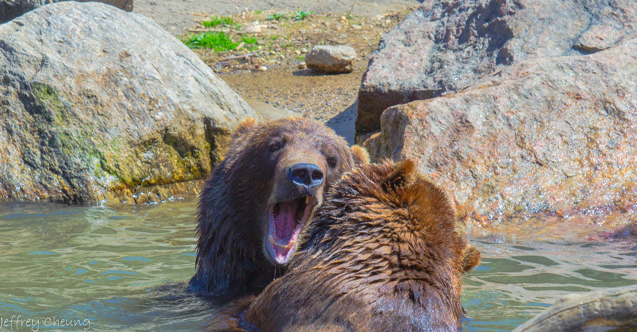 Canon EF 70-200mm F2.8L USM sample photo. Roar! photography