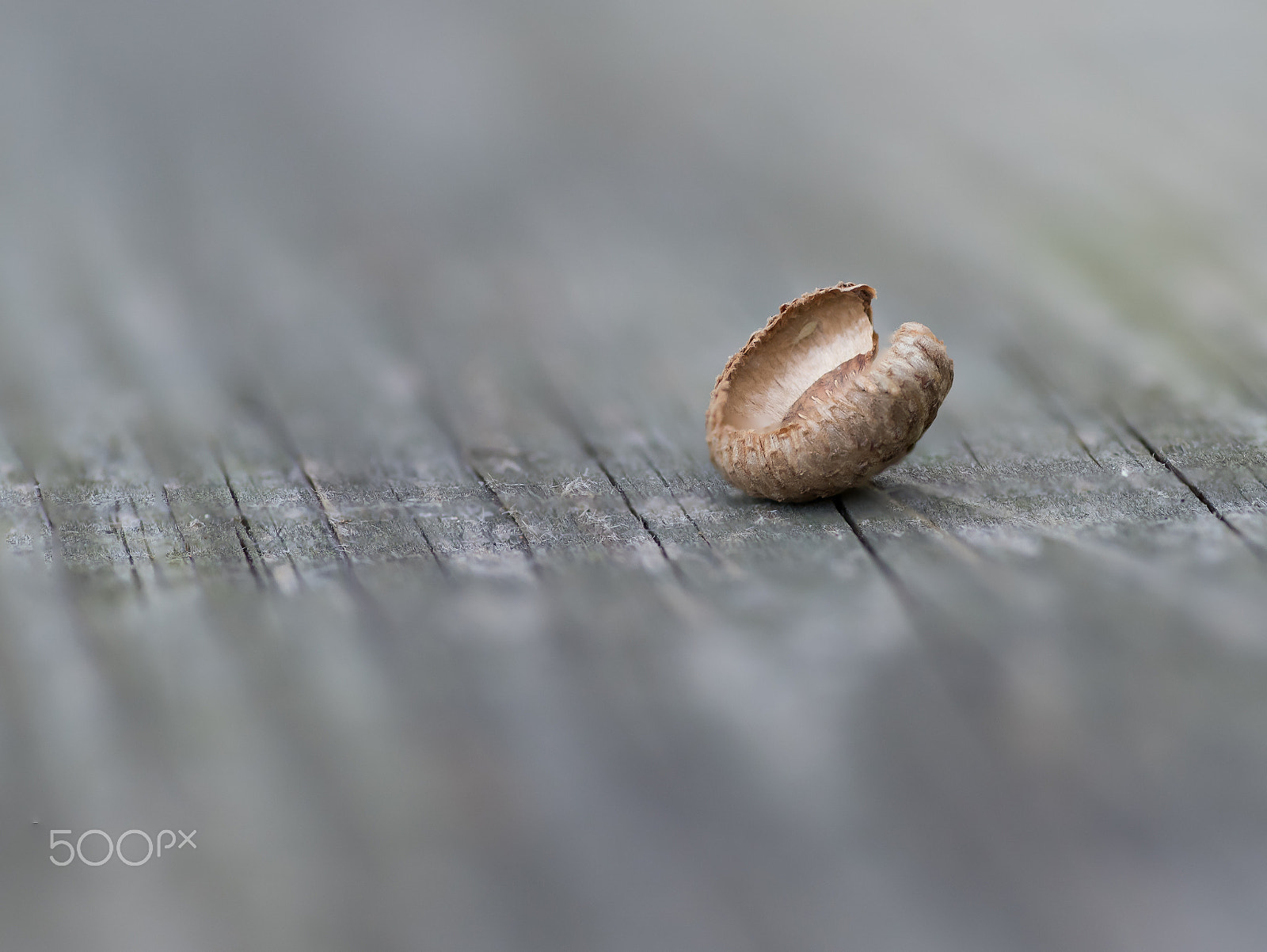 Nikon D750 + Tokina AT-X Pro 100mm F2.8 Macro sample photo. Spent acorn photography