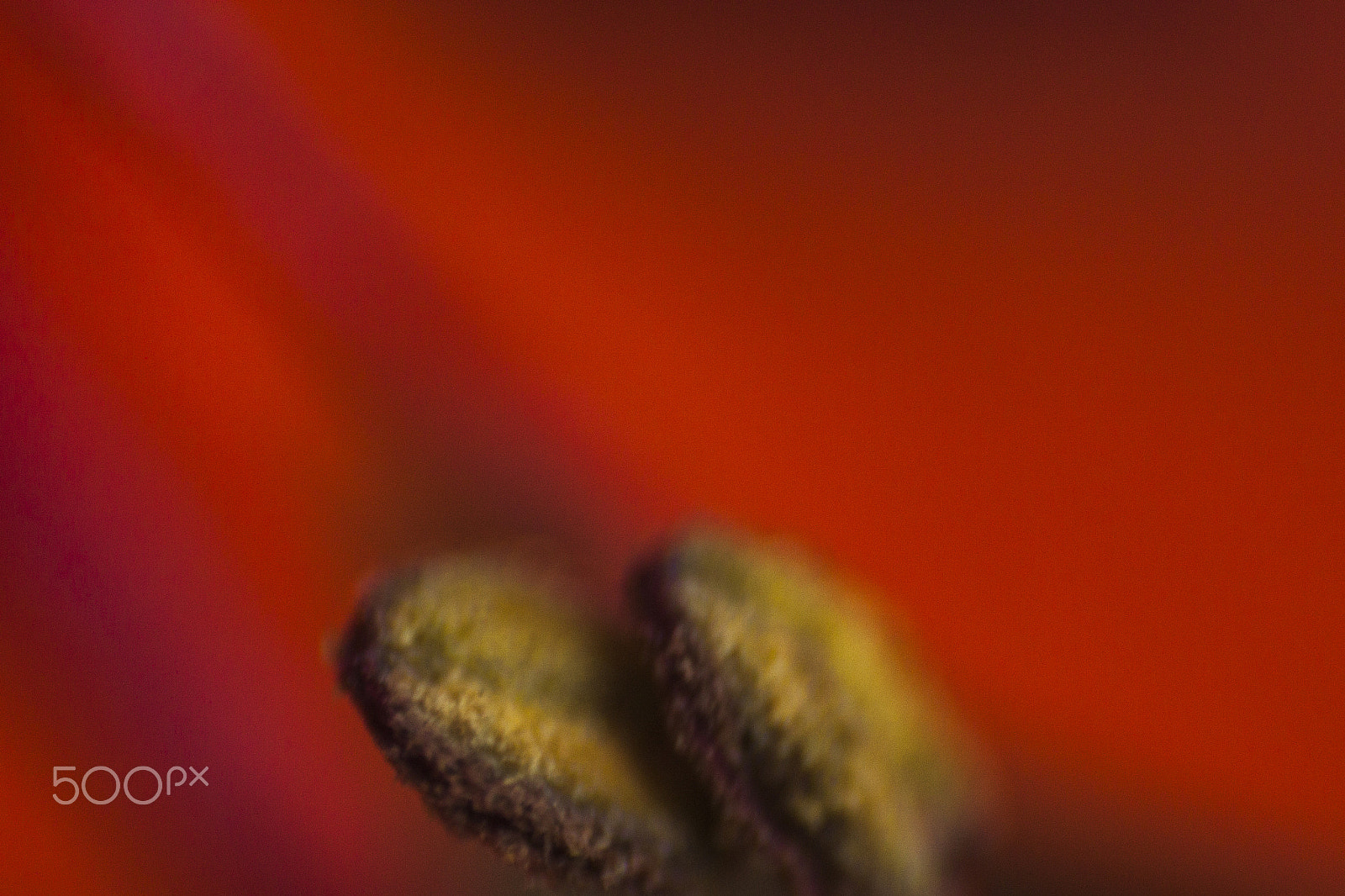 Canon EF 35-80mm f/4-5.6 sample photo. Rojos de marte photography