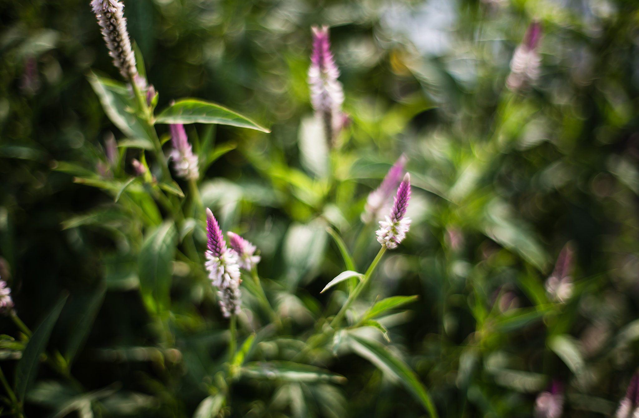 Canon EOS 6D sample photo. Purple and green photography