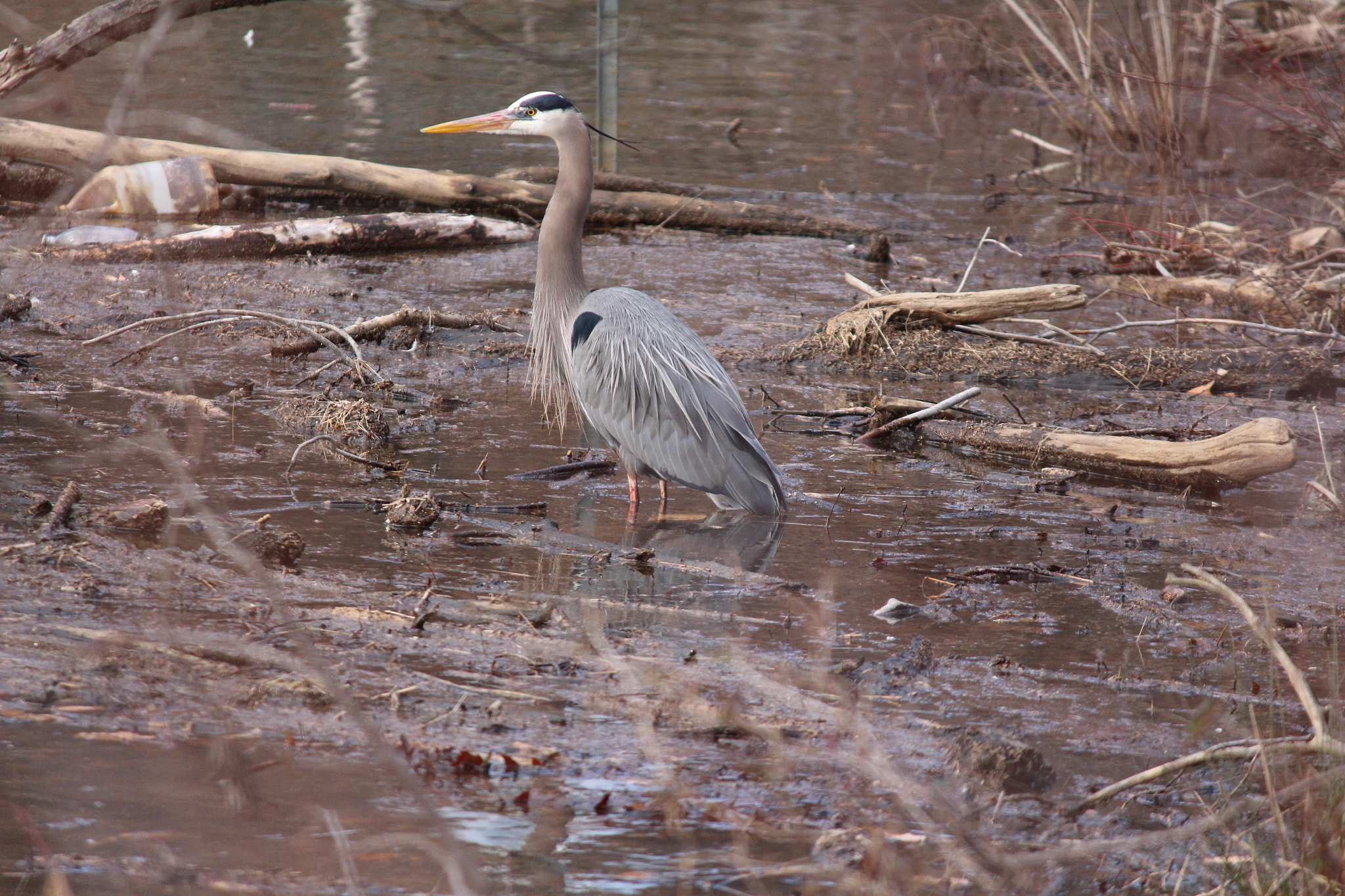 Canon EOS 650D (EOS Rebel T4i / EOS Kiss X6i) sample photo. Bird photography