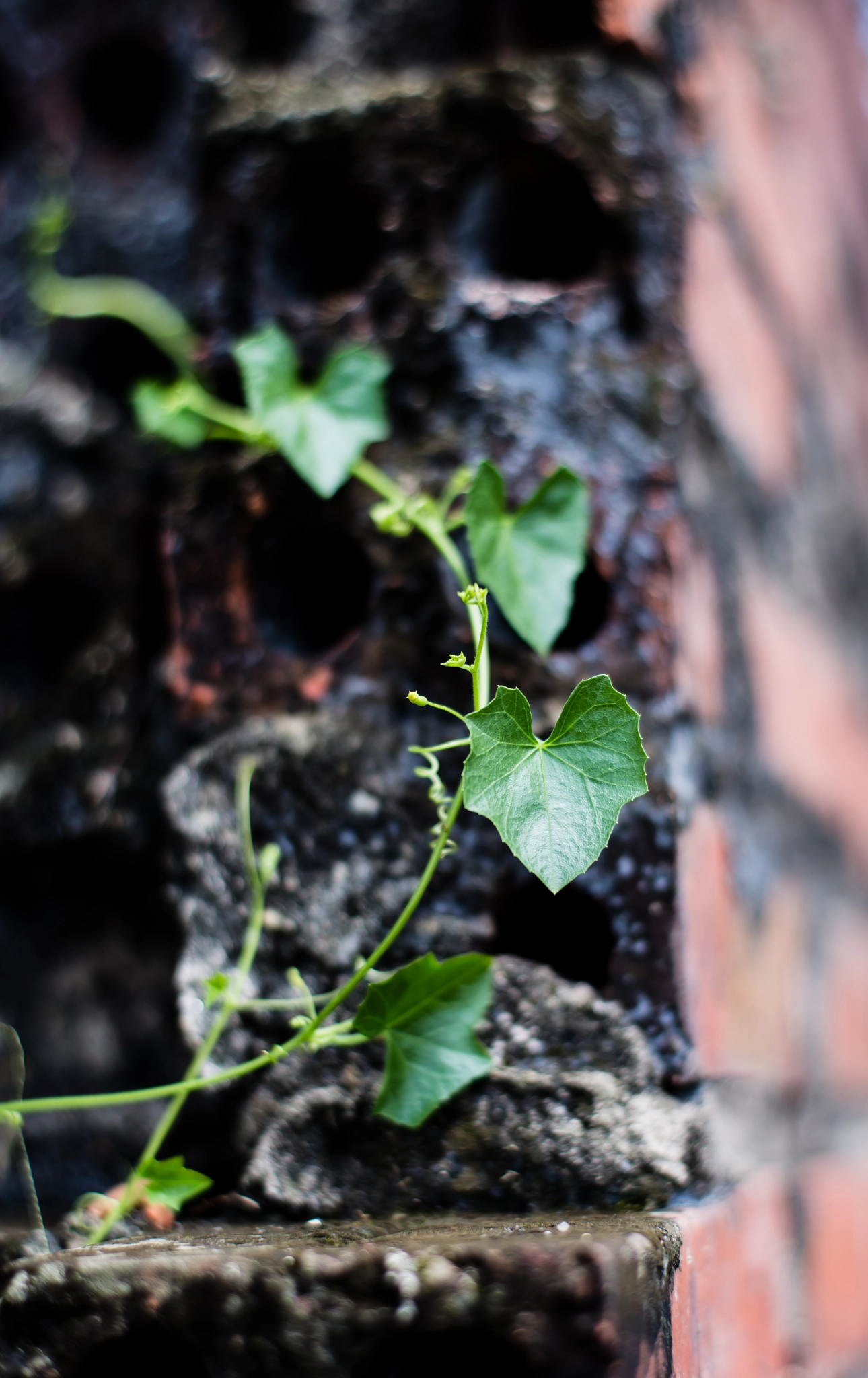 ZEISS Planar T* 50mm F1.4 sample photo. Leaves and wall photography