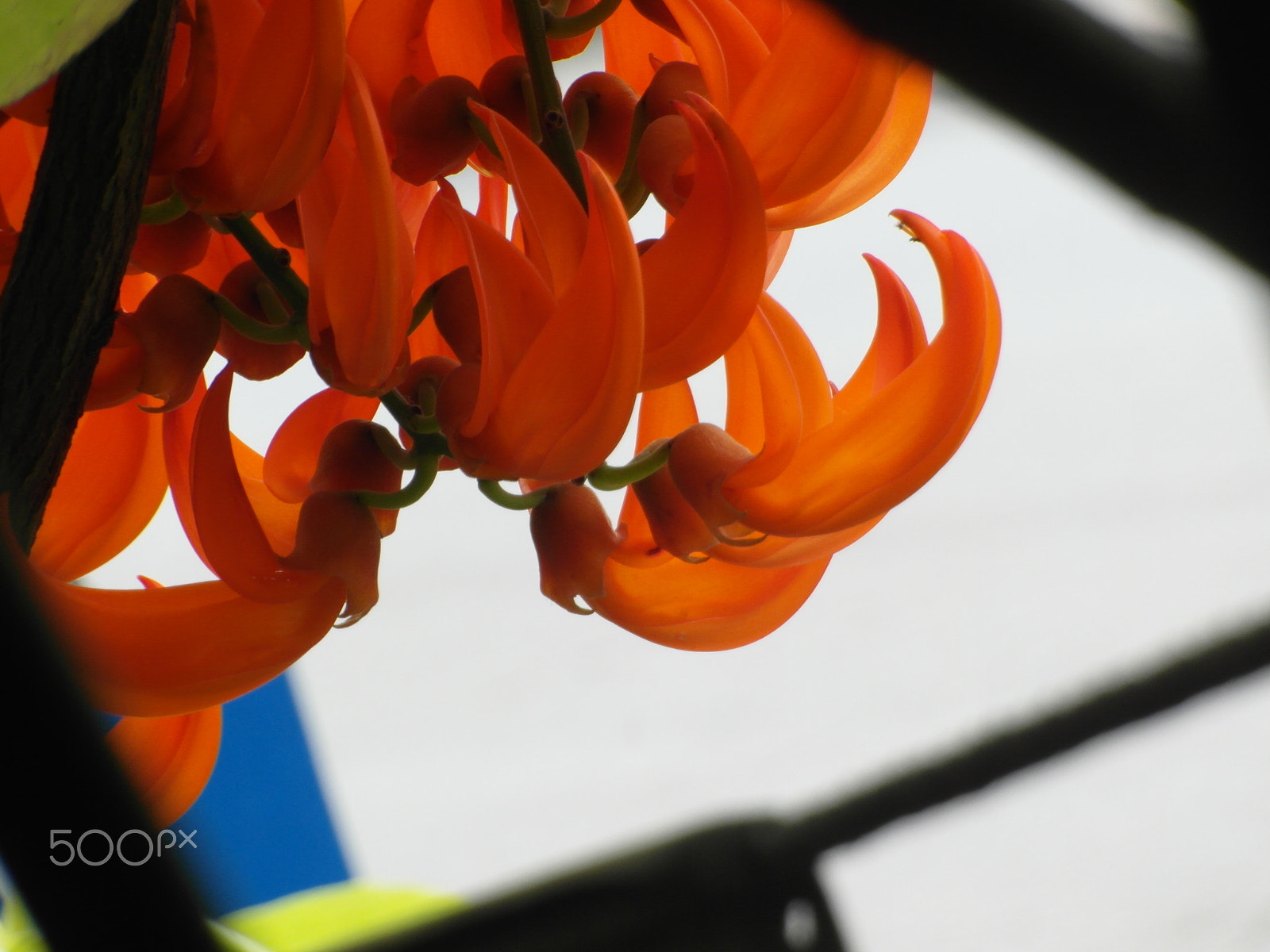 Samsung WB750 sample photo. Orange abstrct photography
