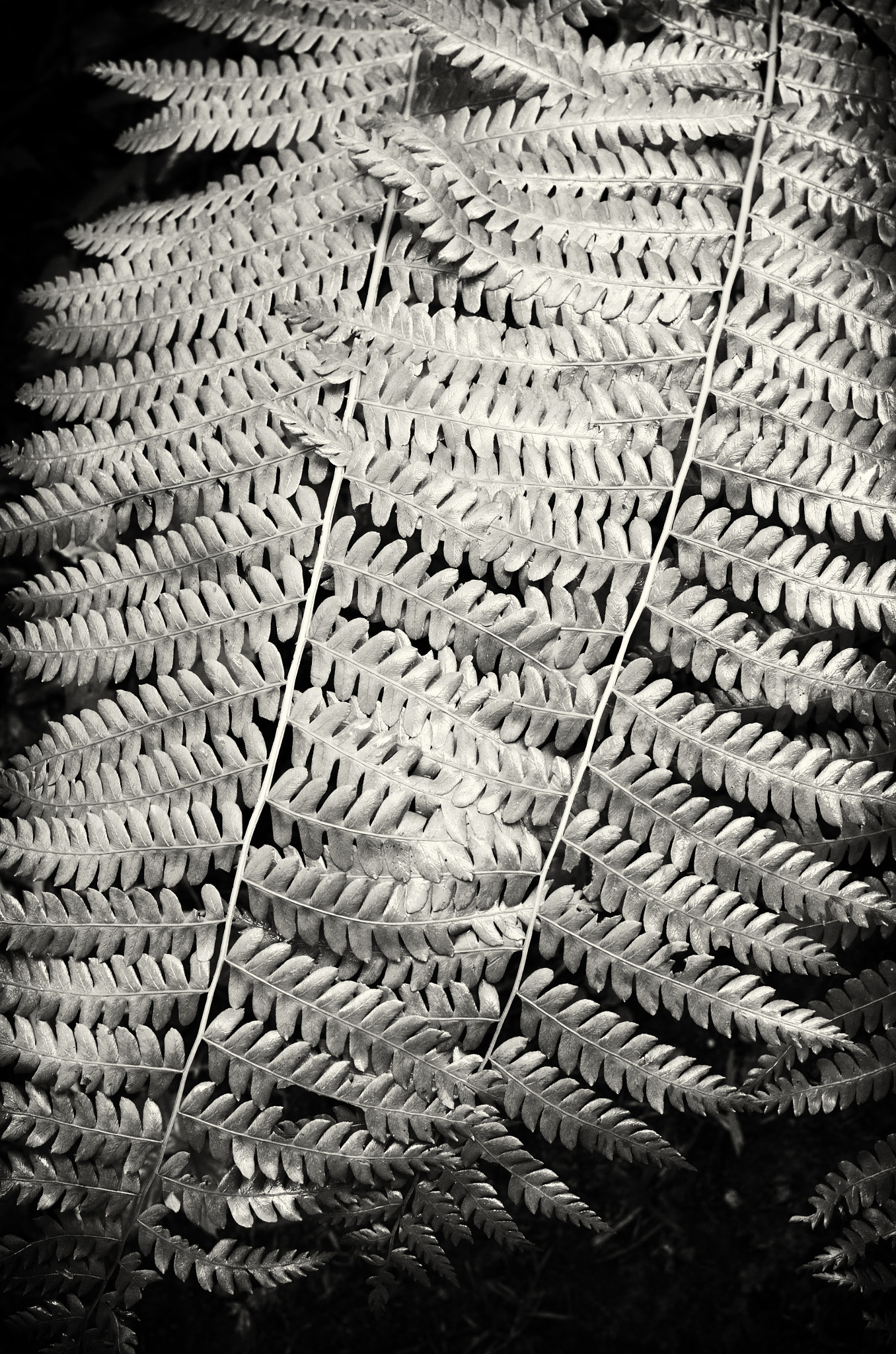 Pentax K-30 sample photo. Meshed ferns photography