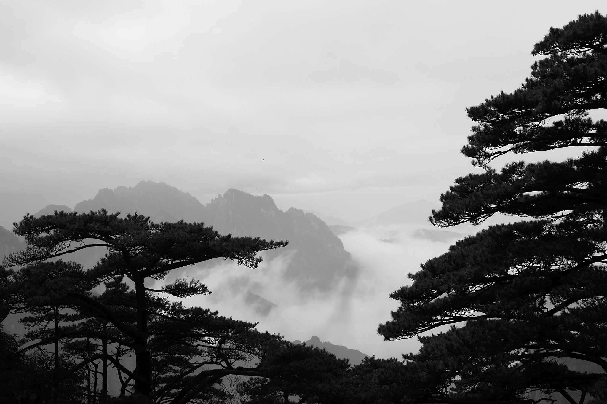Nikon D700 + Sigma 50mm F1.4 EX DG HSM sample photo. Pinetree on yellowmountain photography