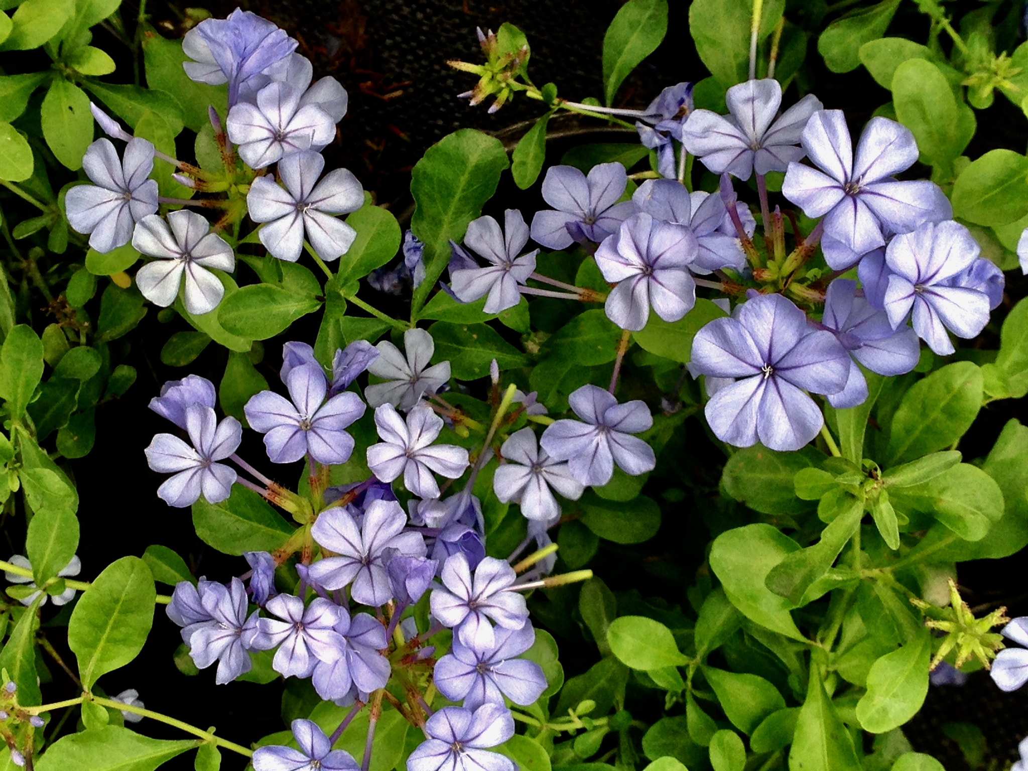 Apple iPhone5,2 sample photo. Eranthemum pulchellum 喜花草 photography