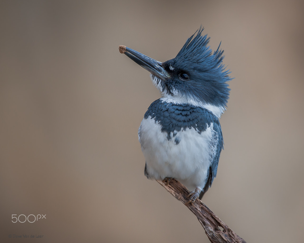 Nikon D3S sample photo. Belted kingfisher photography