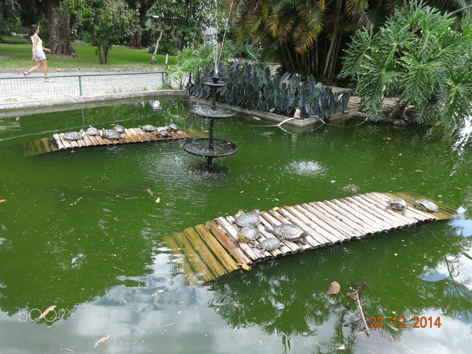 Sony Cyber-shot DSC-WX80 sample photo. Tartarugas jardim  botanico photography