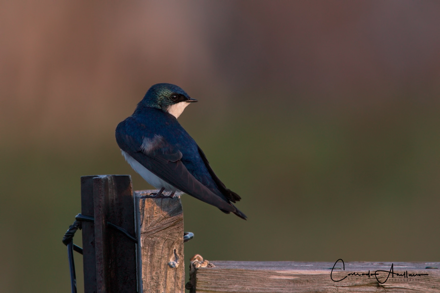 Canon EF 400mm F5.6L USM sample photo. Tree swallow photography