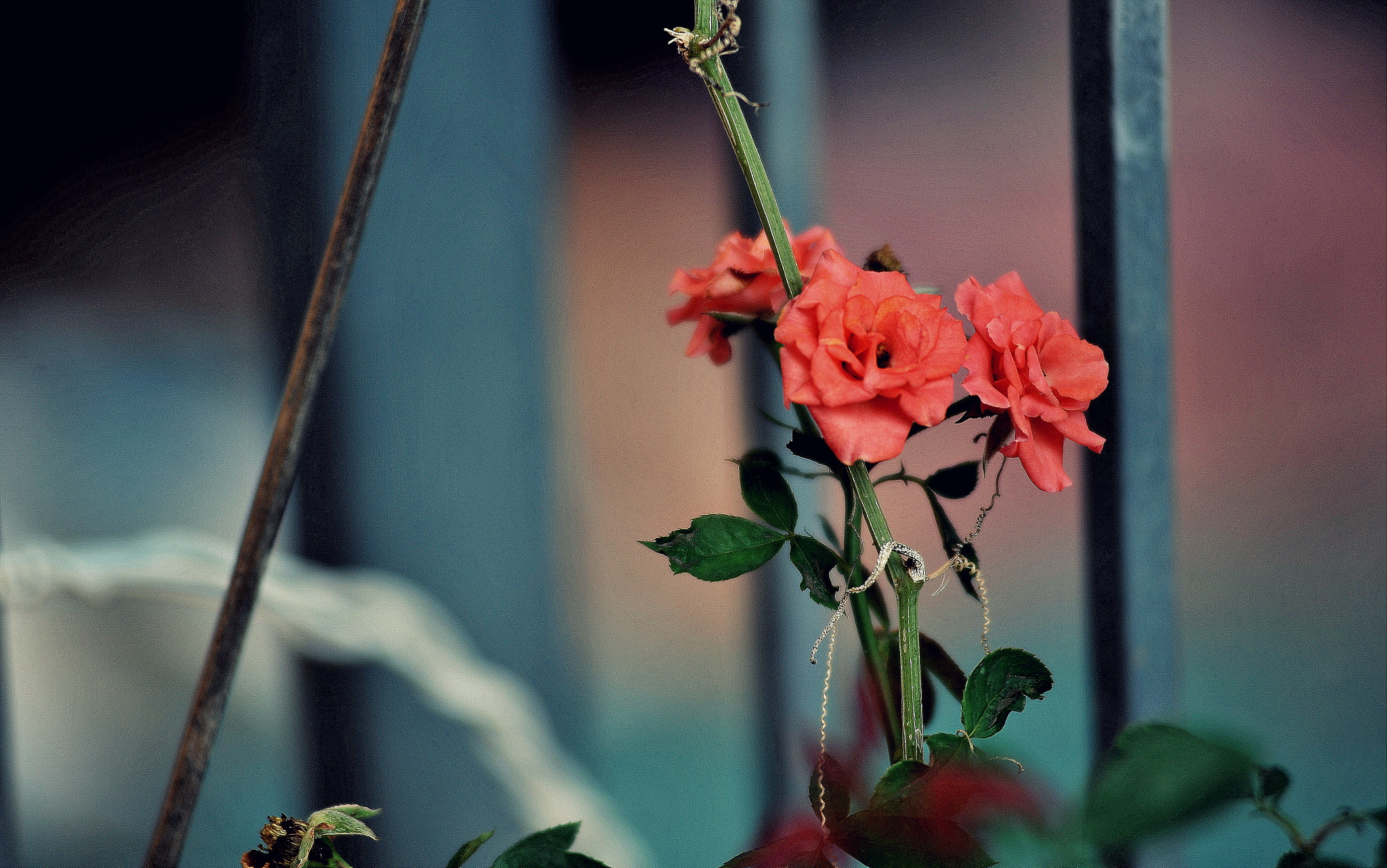 Nikon AF-Nikkor 80-200mm F2.8D ED sample photo. Little flower photography