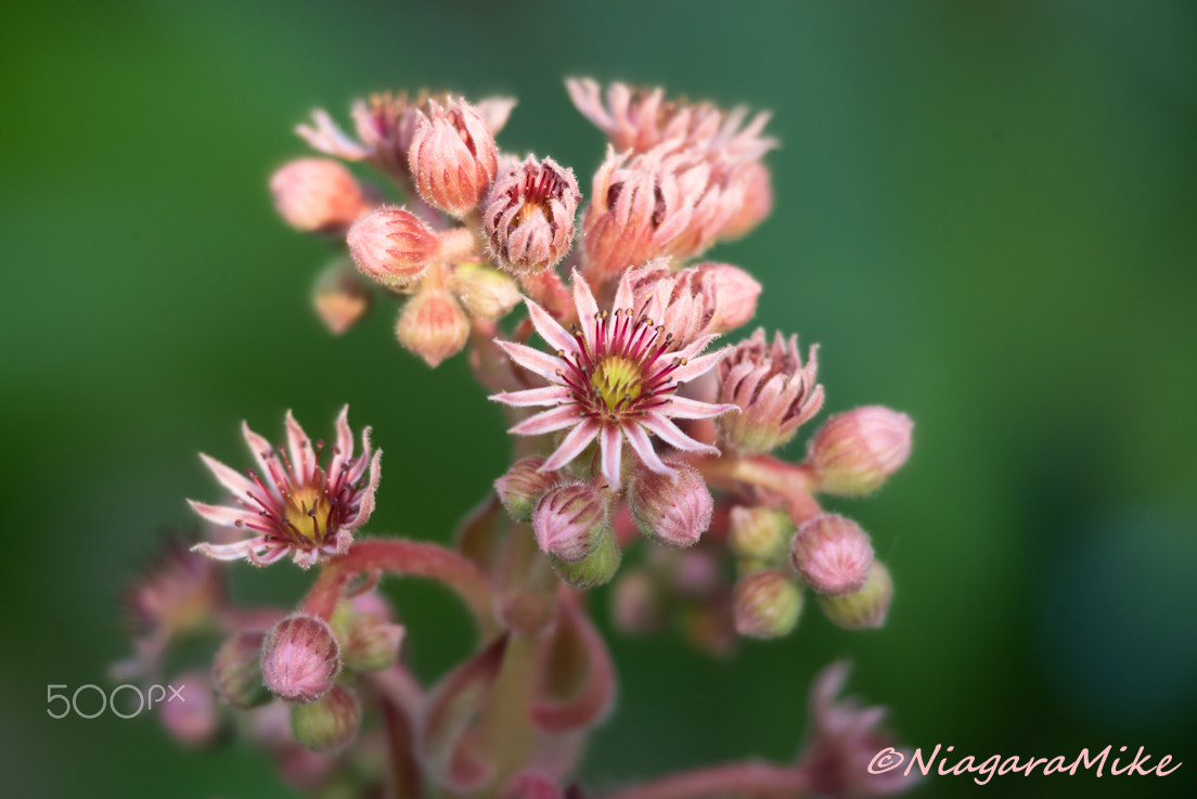 Nikon D800 + Nikon AF-S Nikkor 300mm F4D ED-IF sample photo. Airy photography