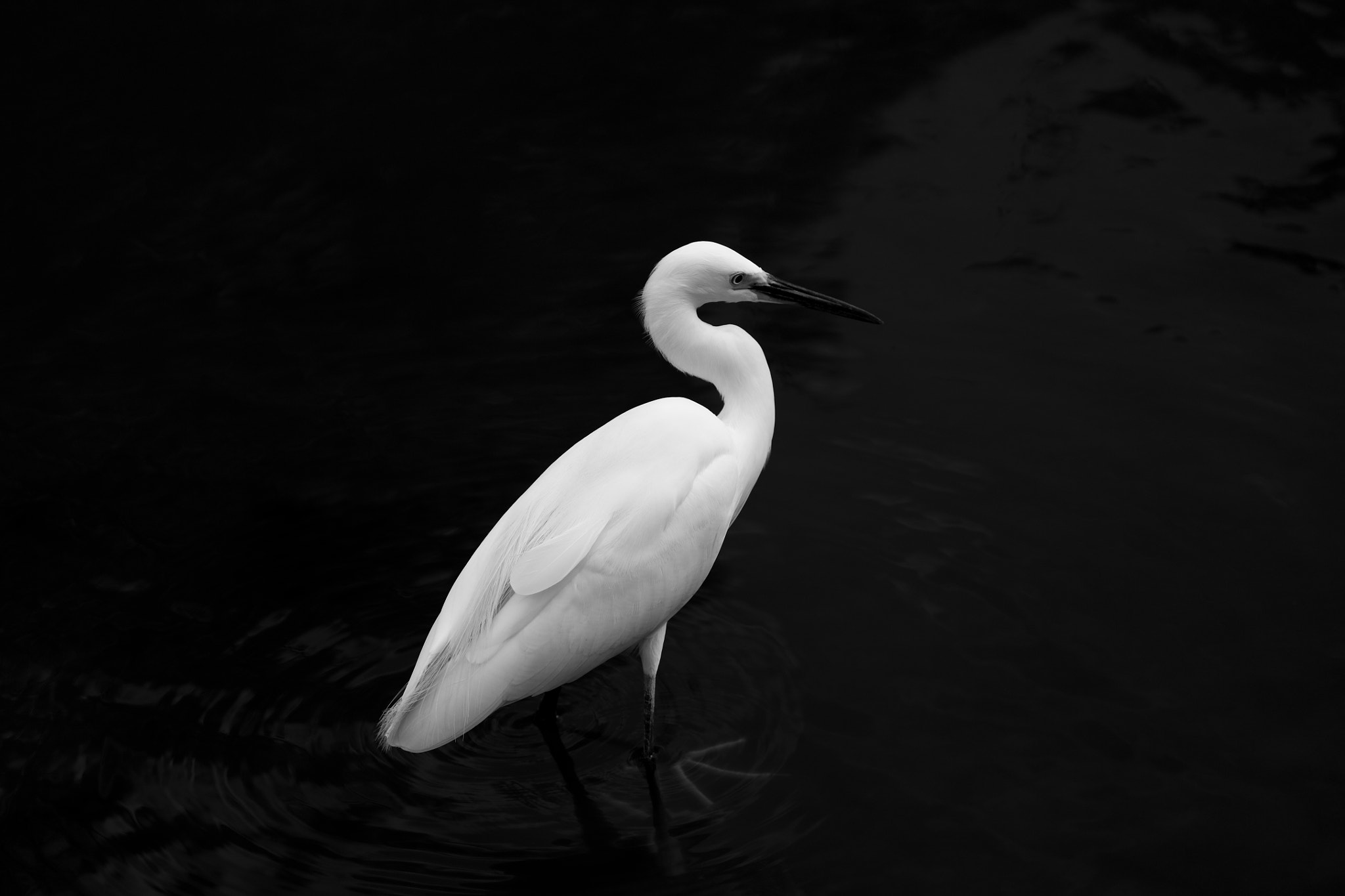 Canon EOS 5DS sample photo. Little egret photography