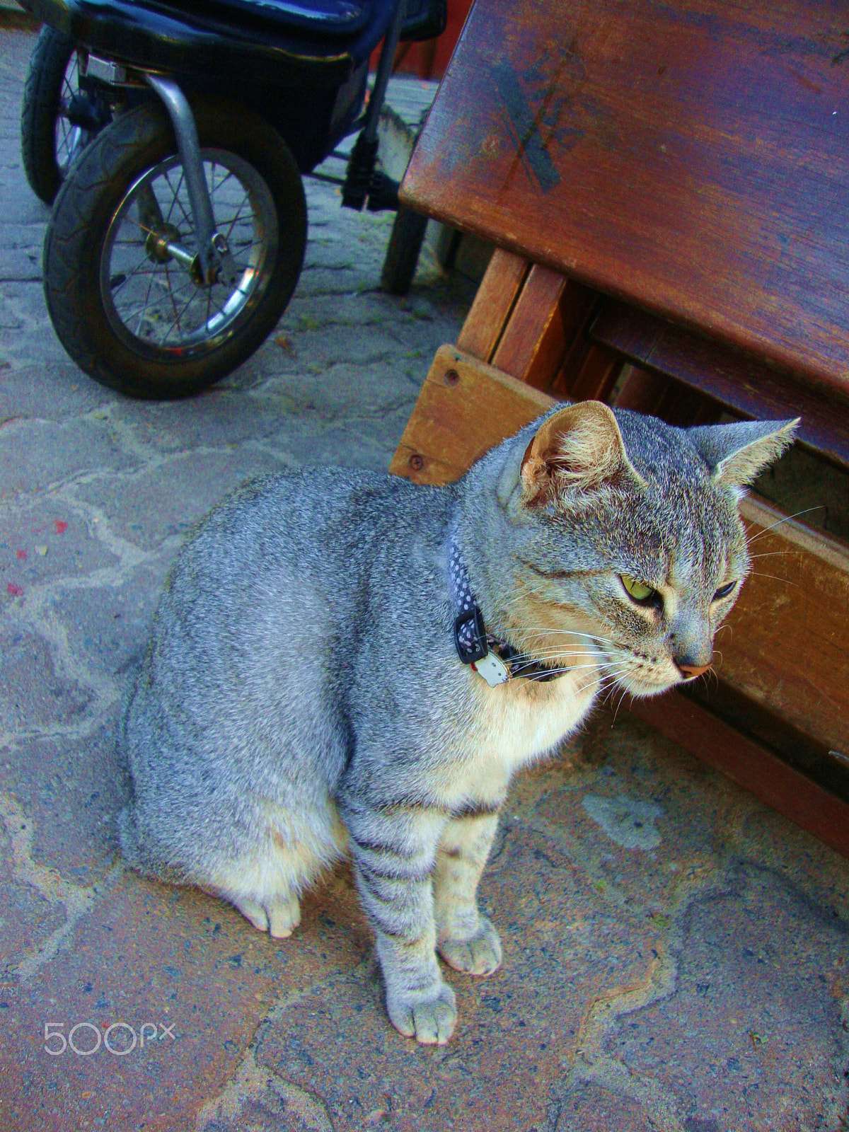 Sony DSC-W215 sample photo. Gato de rua praia do forte bahia photography